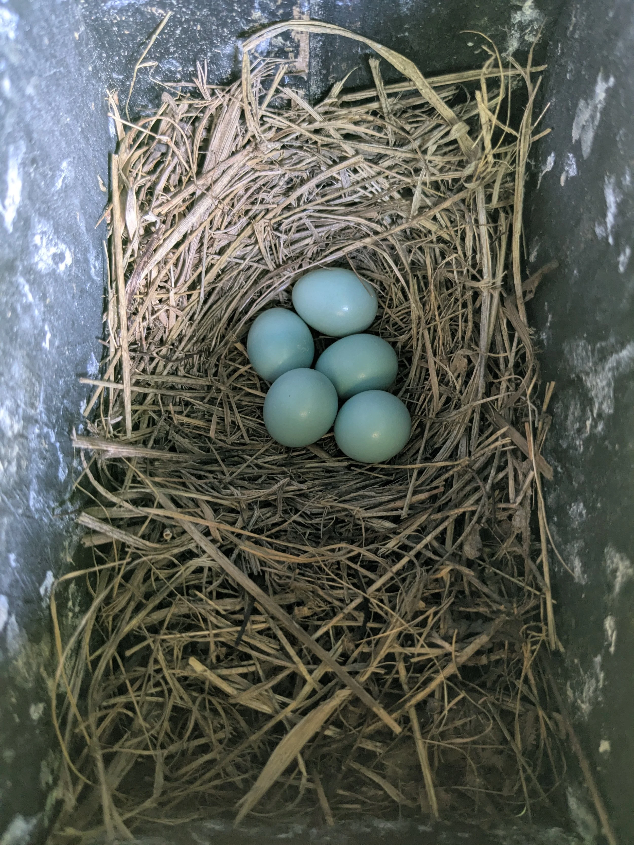 Bluebird Eggs