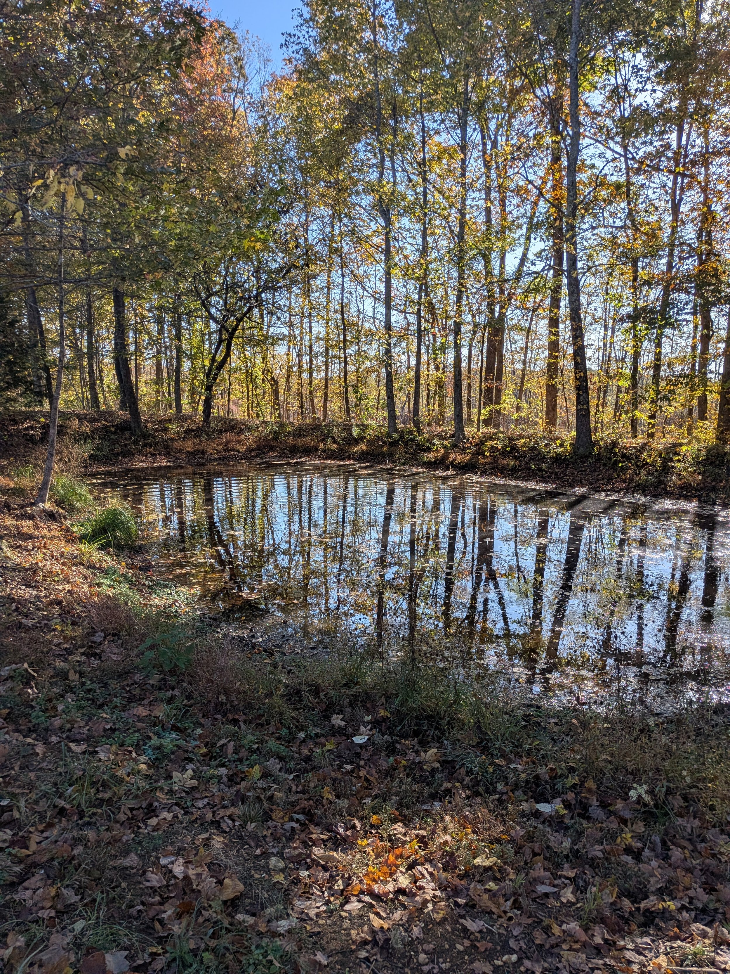 A forest scene during fall with tall trees, autumn leaves, and a small pond, under a clear blue sky.