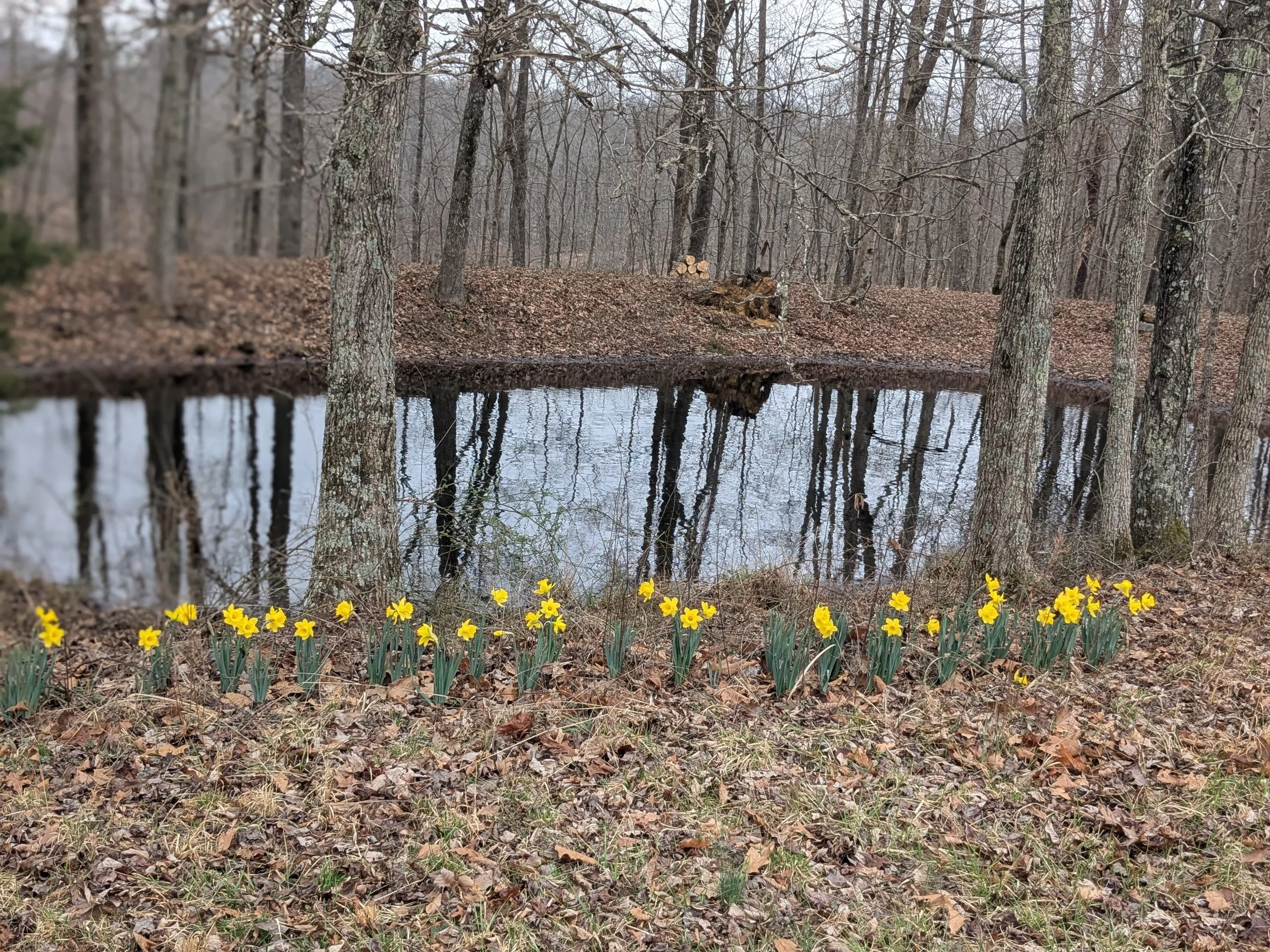 Blooming Buttercups