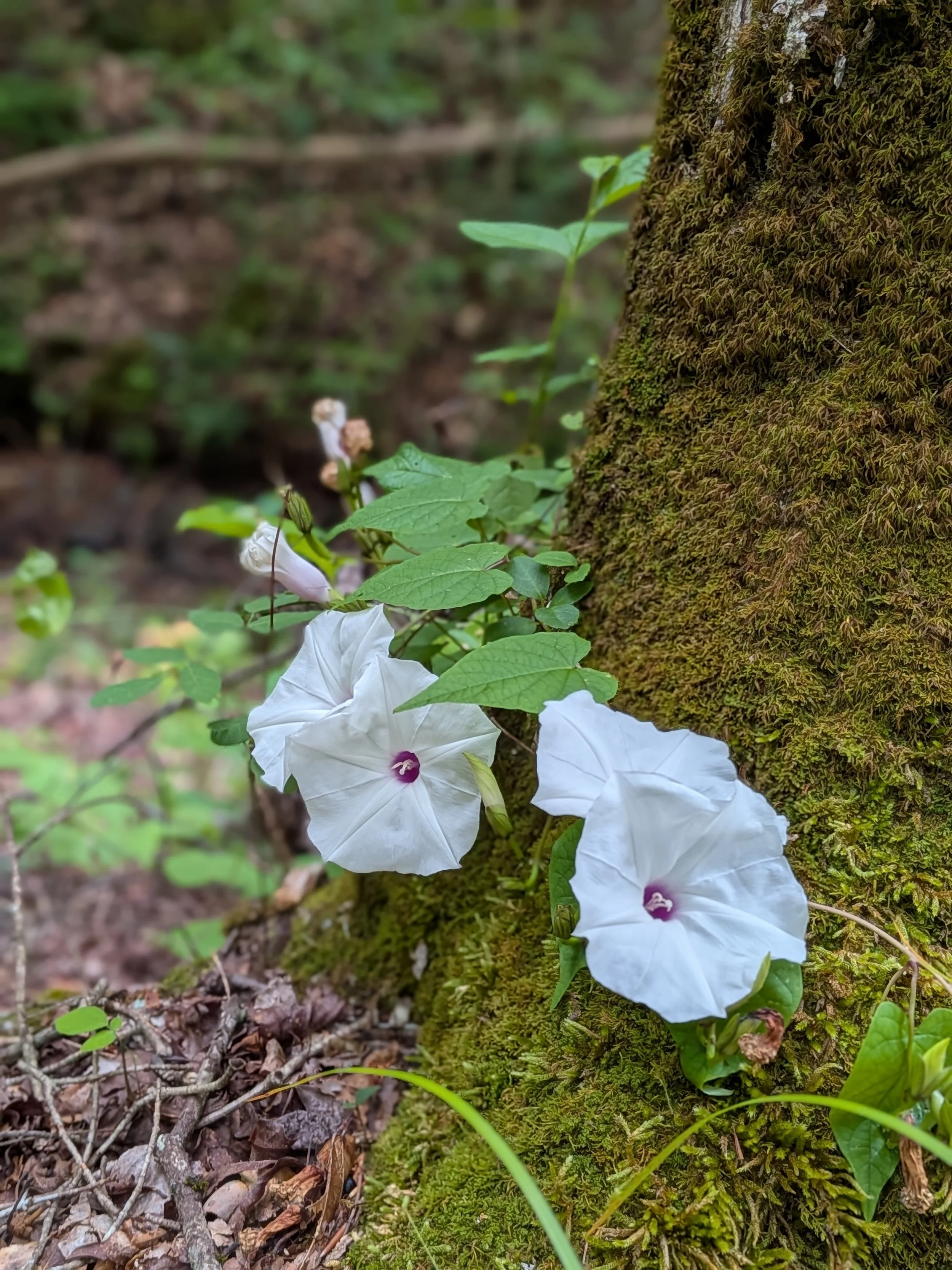 White flowers with purple centers blooming on a moss-covered tree trunk in a forest.