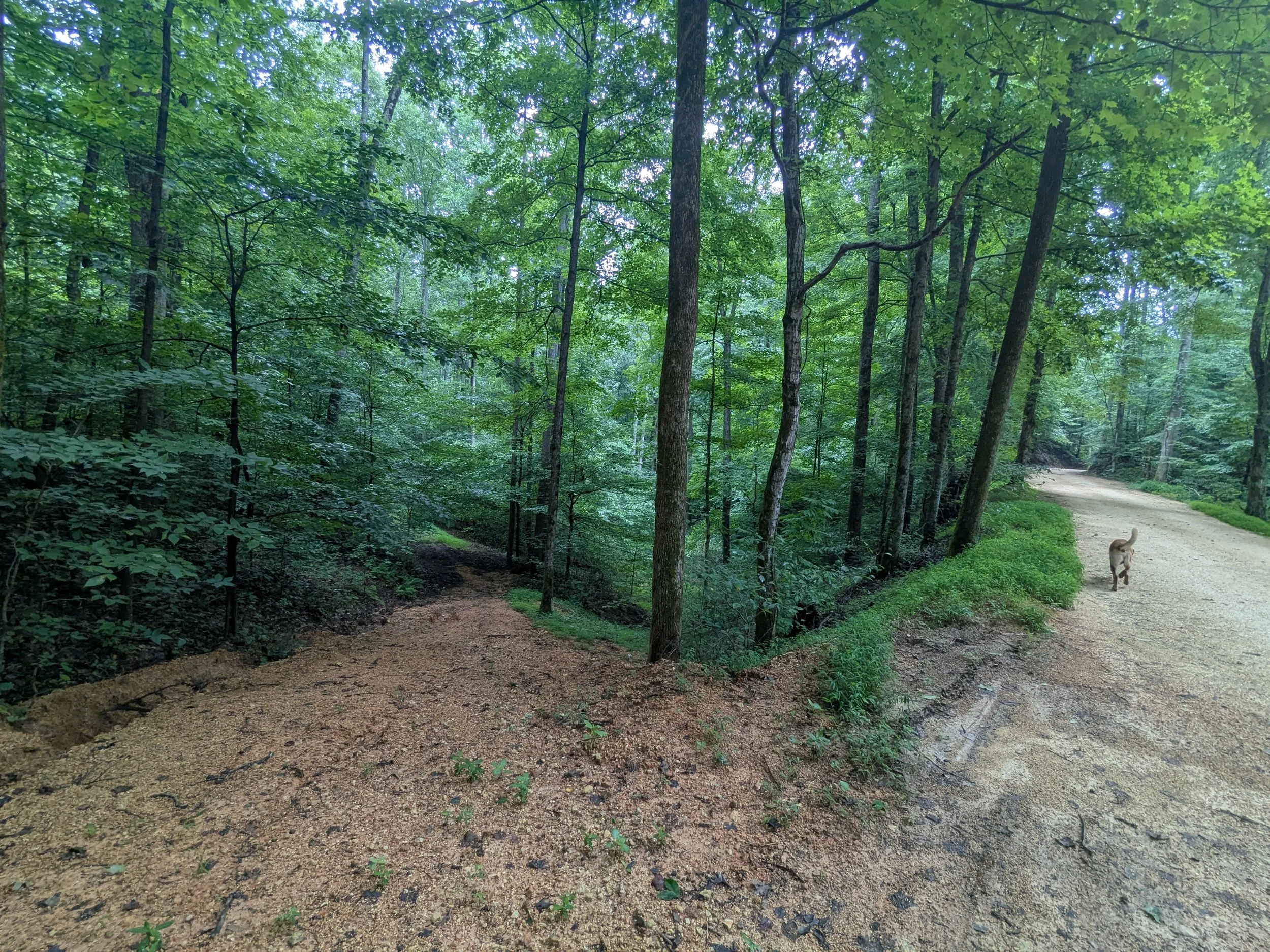 A wooded forest scene with lush green trees, a dirt trail on the right side, and a dog walking down the path.