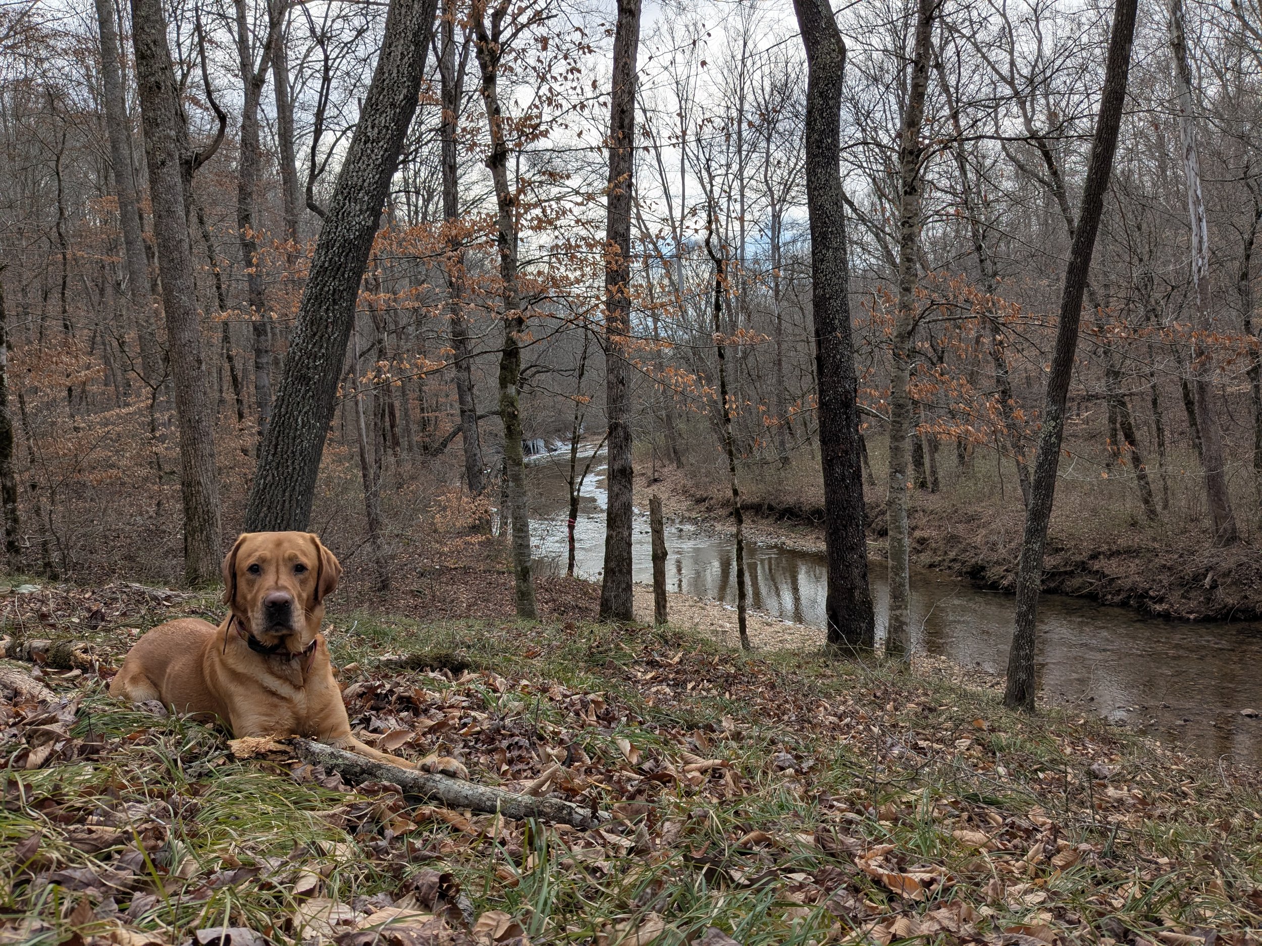 A brown dog sitting on a bed of fallen leaves in a forested area with a small creek running through the trees in the background.