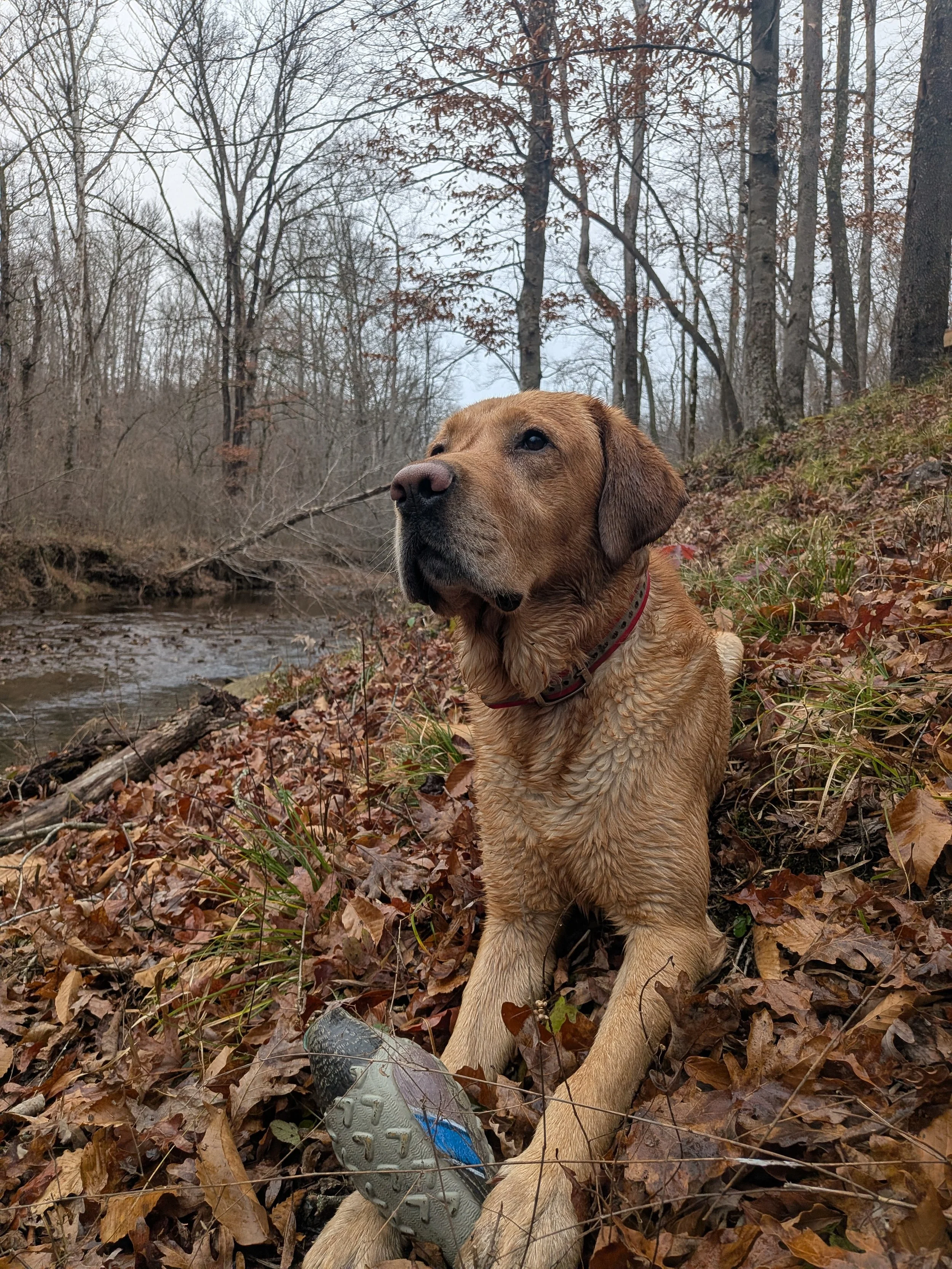 Pike the Realtor Dog