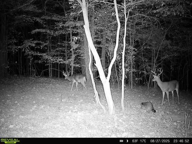 Whitetail Deer and Raccoon