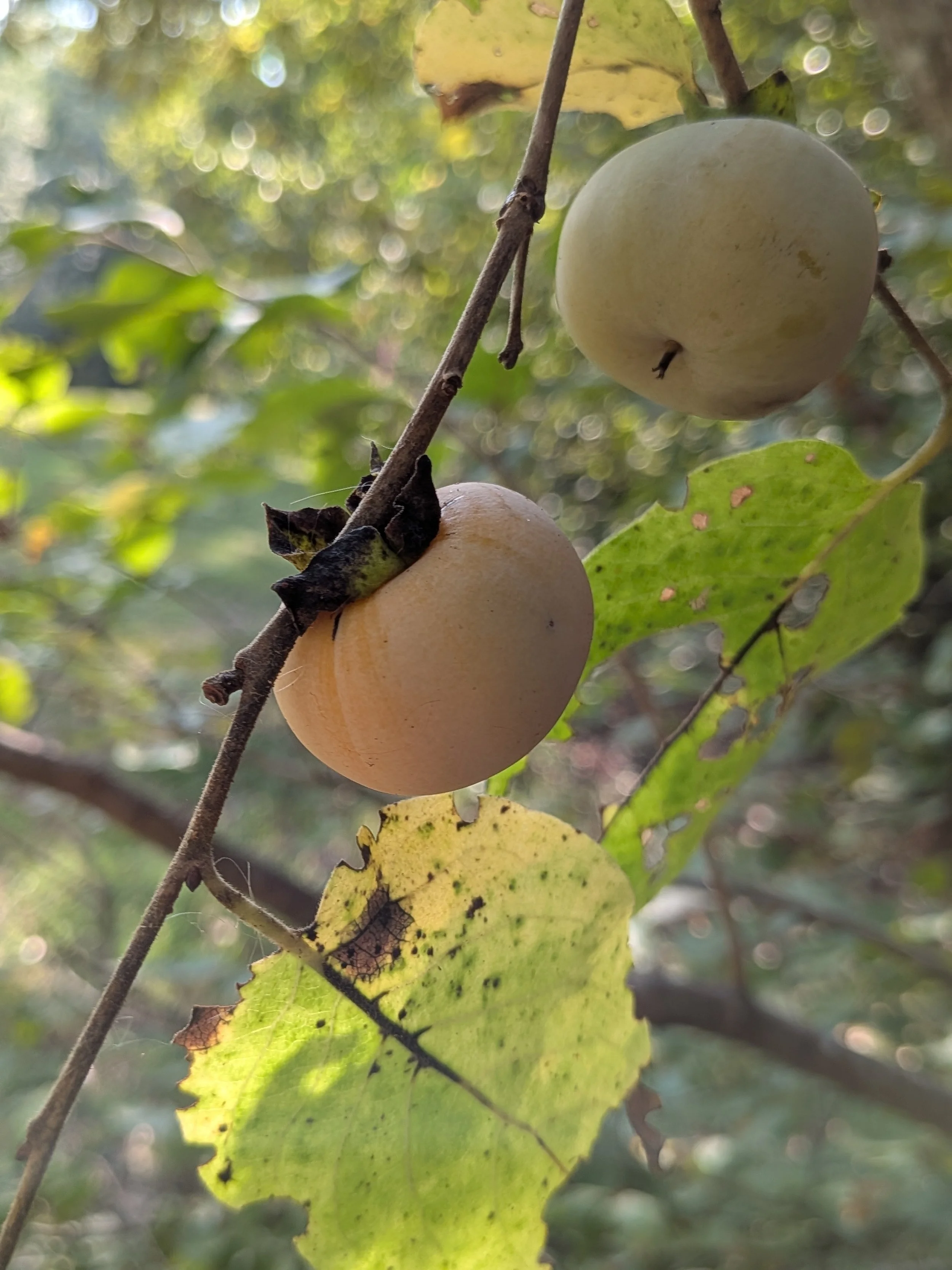 Persimmons