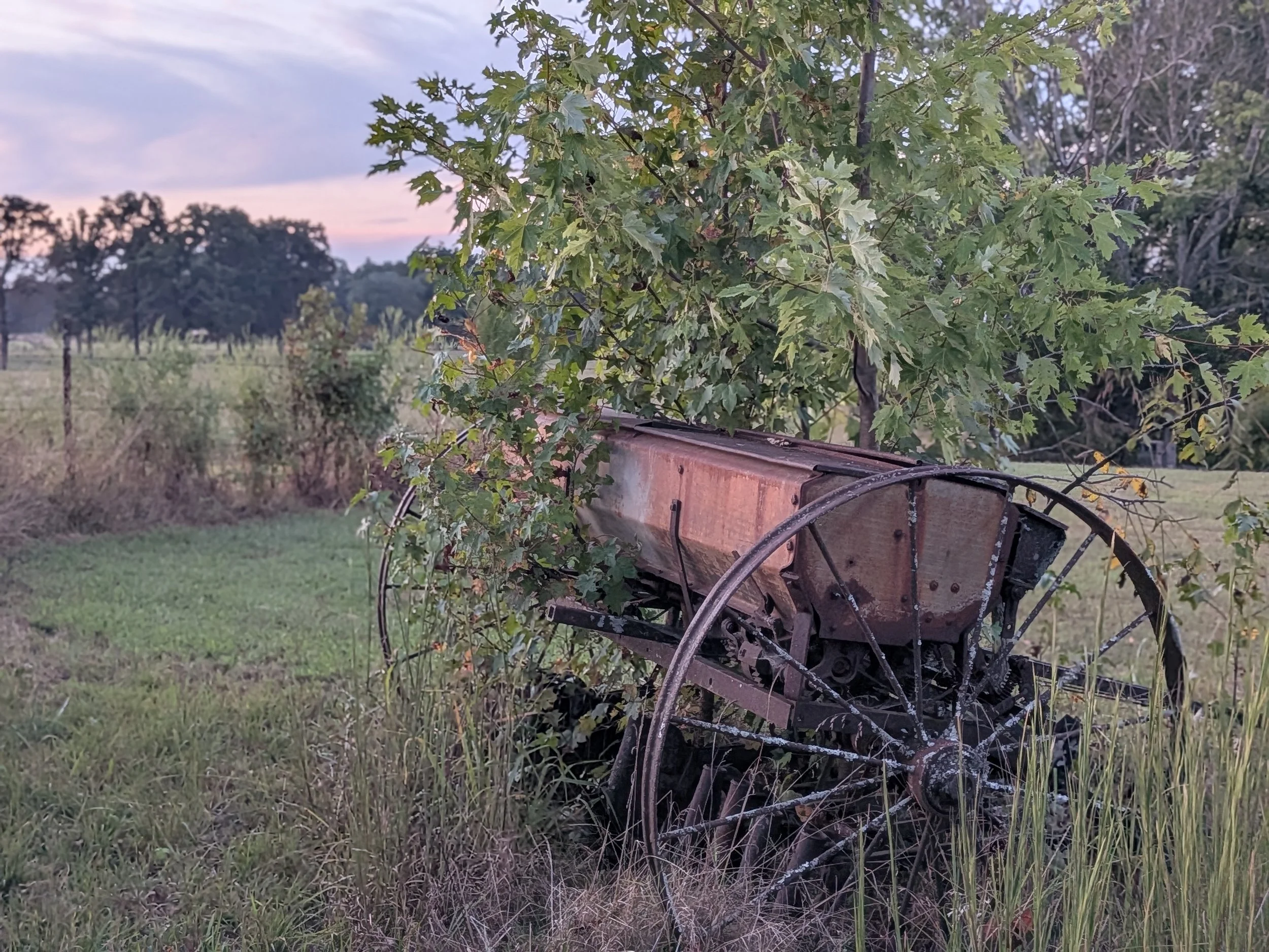 An old rusty metal wagon with tall green grass and leafy tree branches growing over it in a rural outdoor setting at dusk.