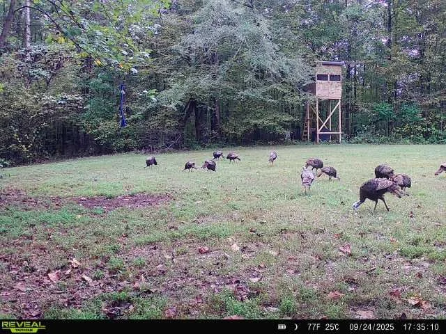 Eastern Wild Turkey