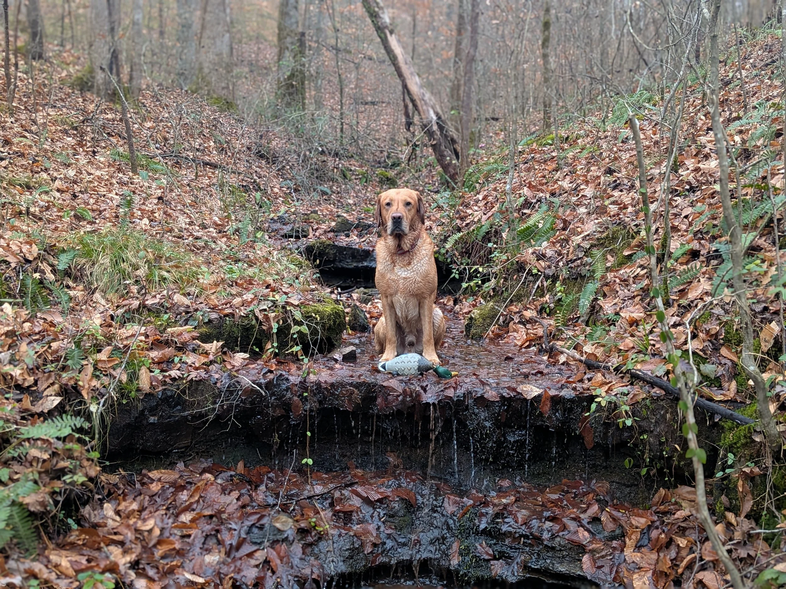 Spring Fed Waterfall