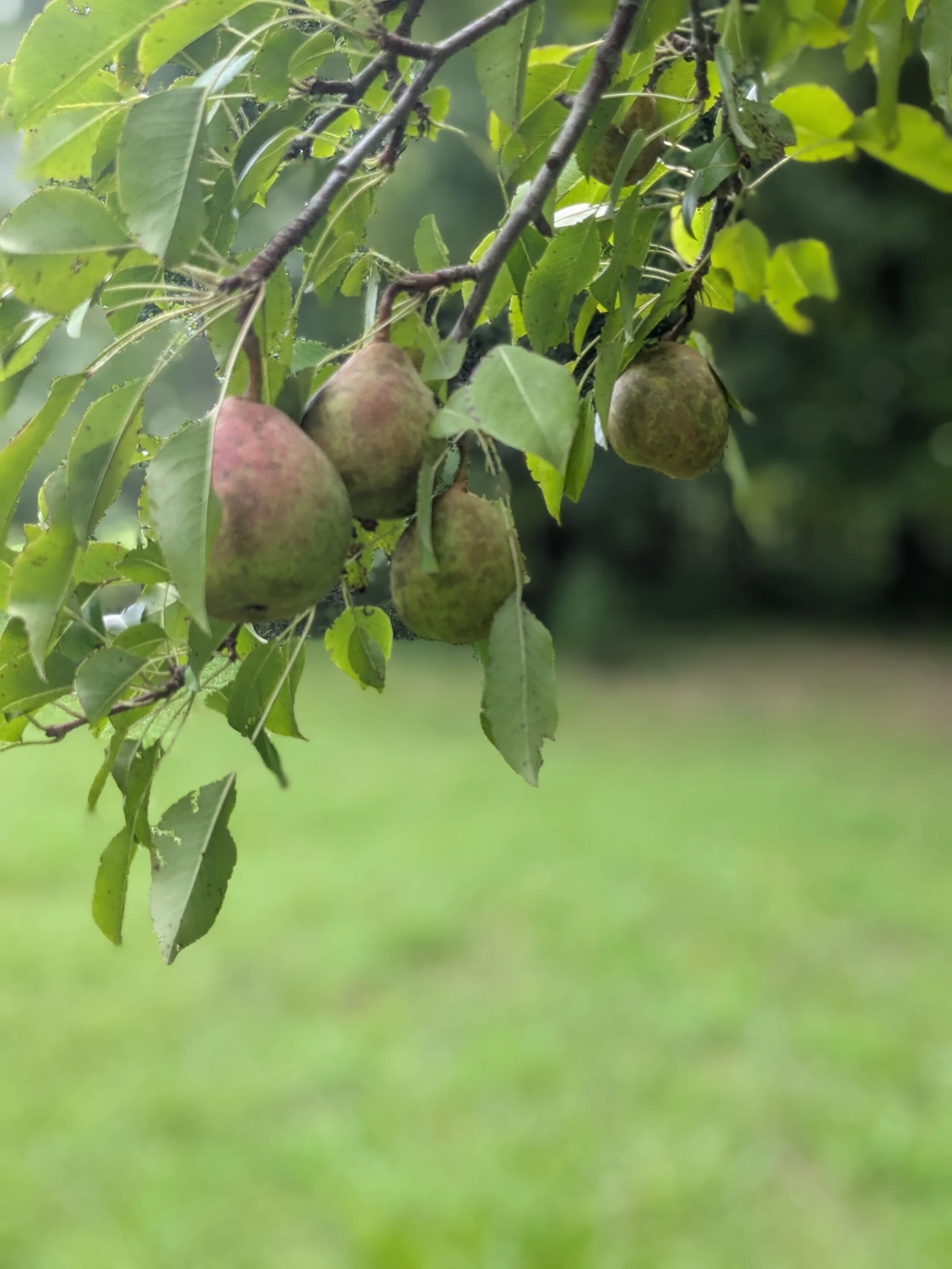 Pears
