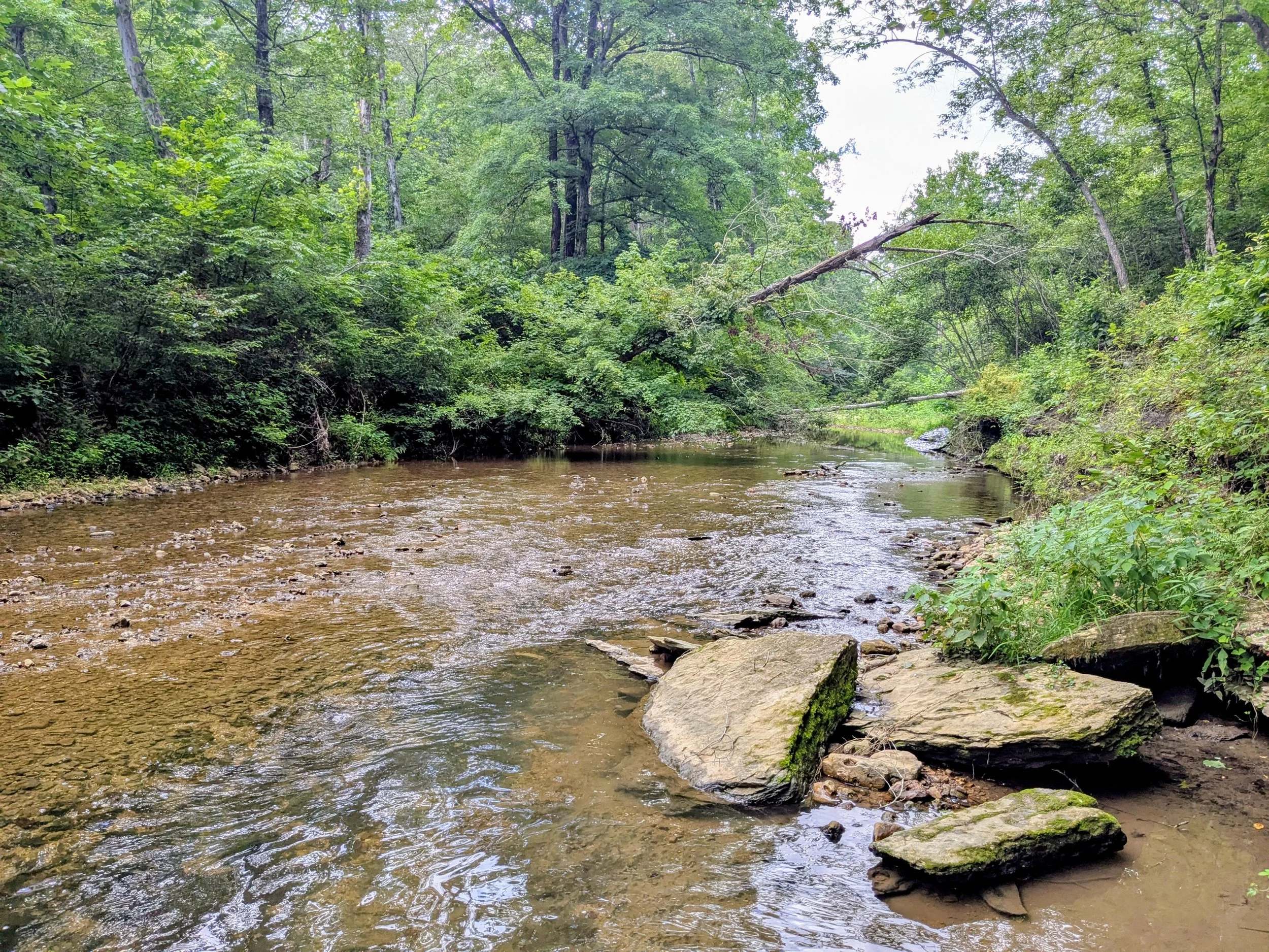 A serene forest scene with a small, shallow river flowing over a rocky bed surrounded by lush green trees and bushes.