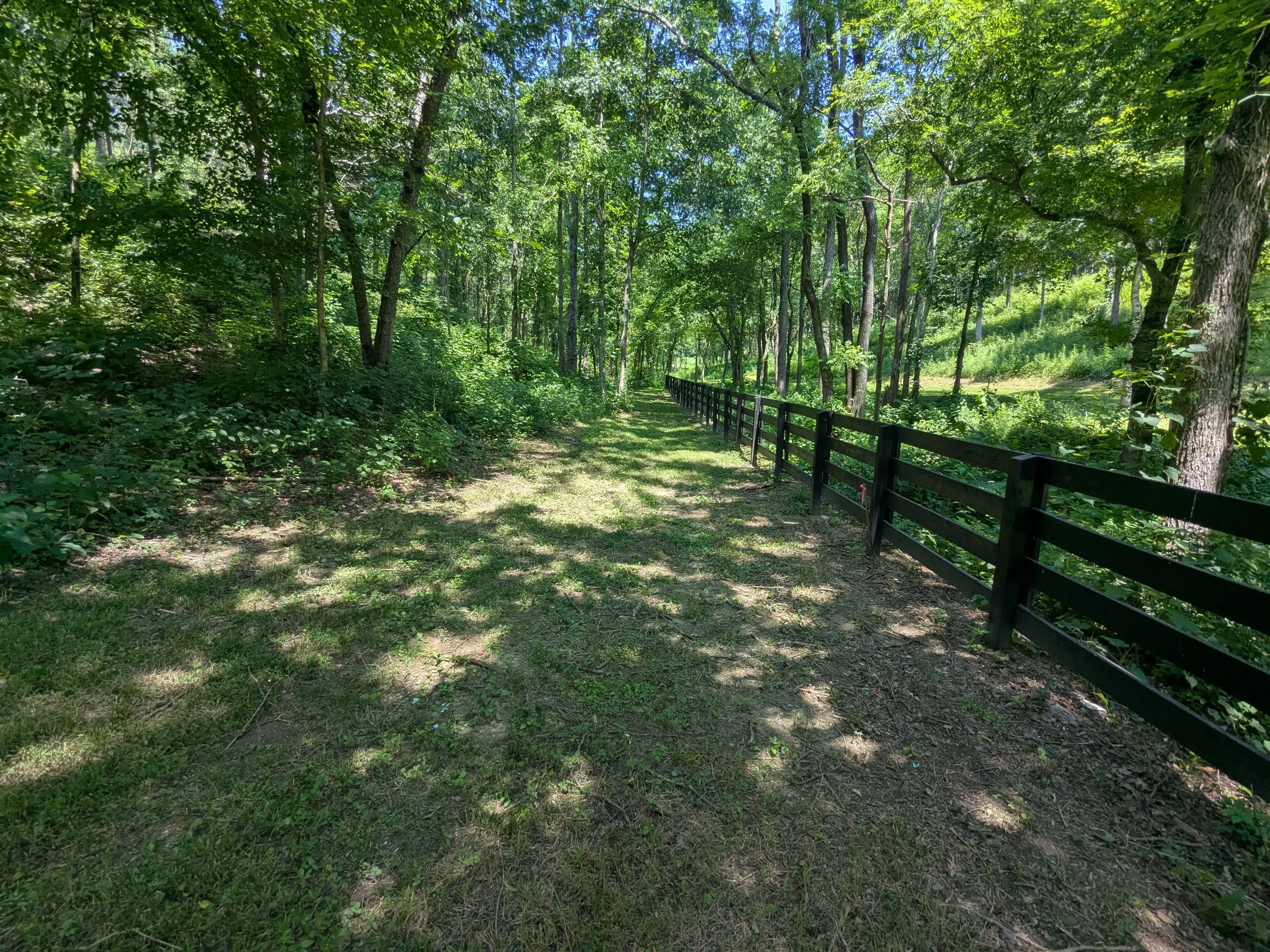 A forest trail with green trees on both sides and a black wooden fence on the right, with sunlight filtering through the leaves.