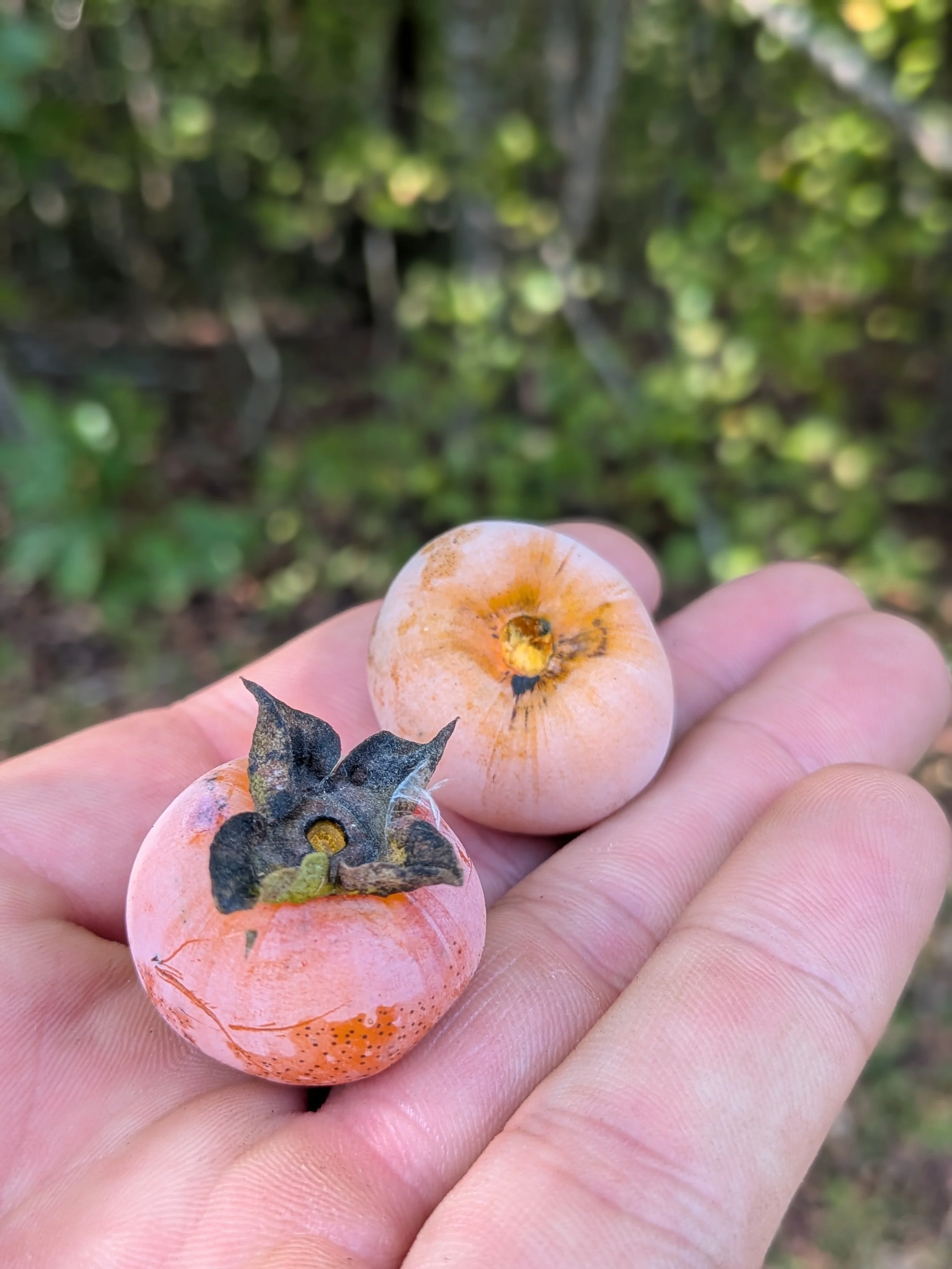 Persimmons