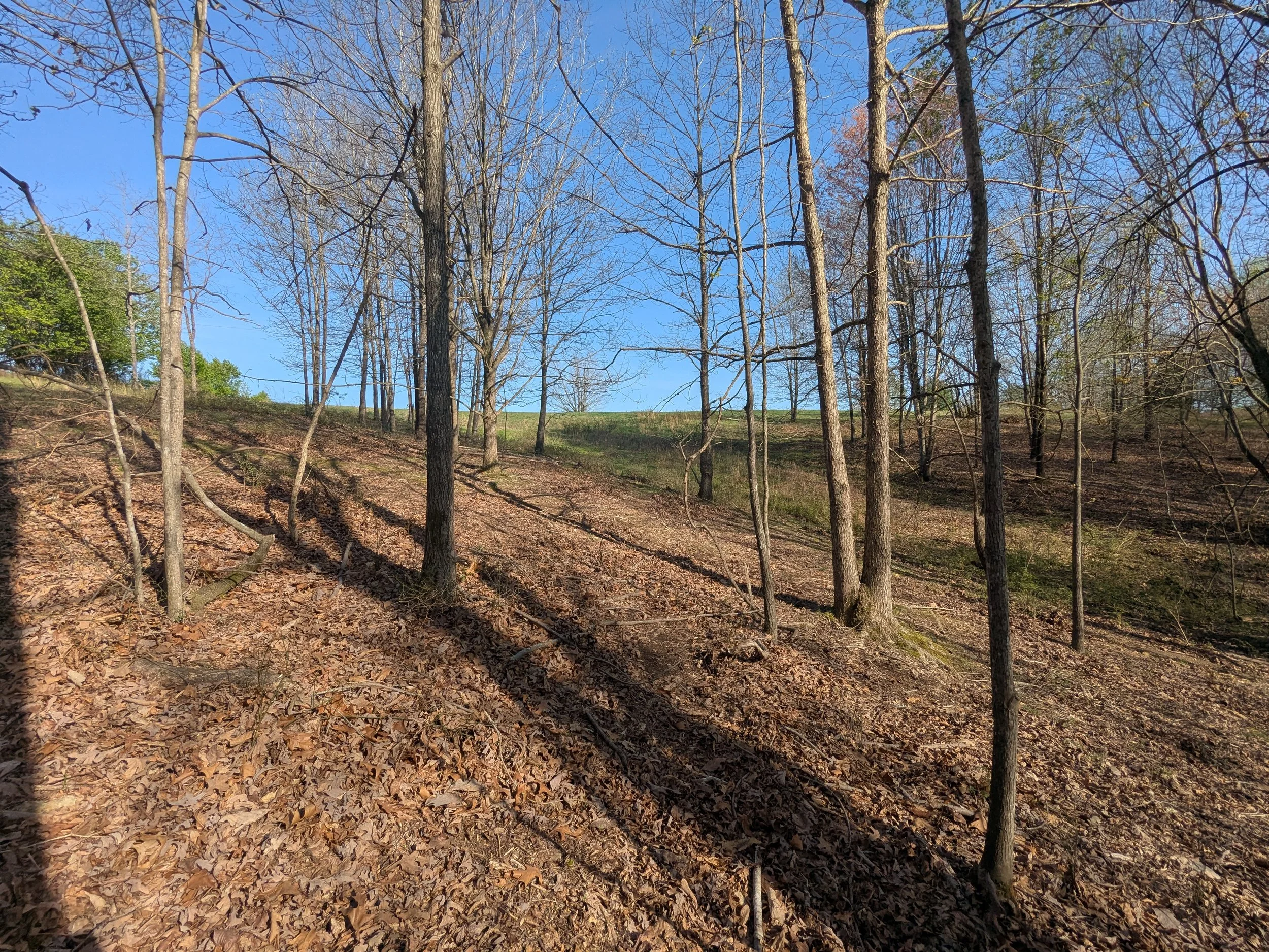 A wooded area with trees that have mostly lost their leaves, with some green foliage on the left. The ground is covered with fallen leaves. The sky is blue with no visible clouds.