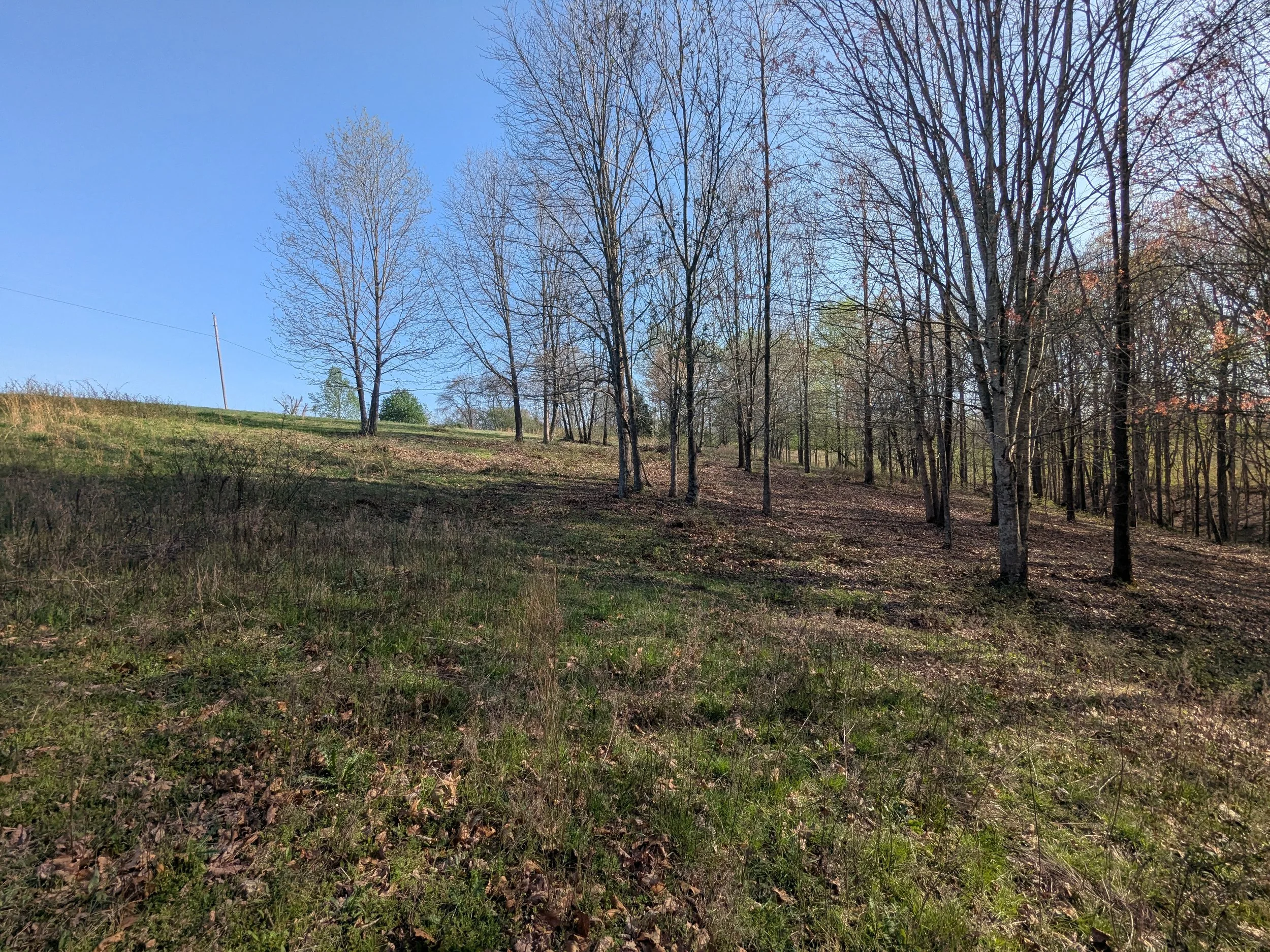 A grassy area with bare trees under a clear blue sky.