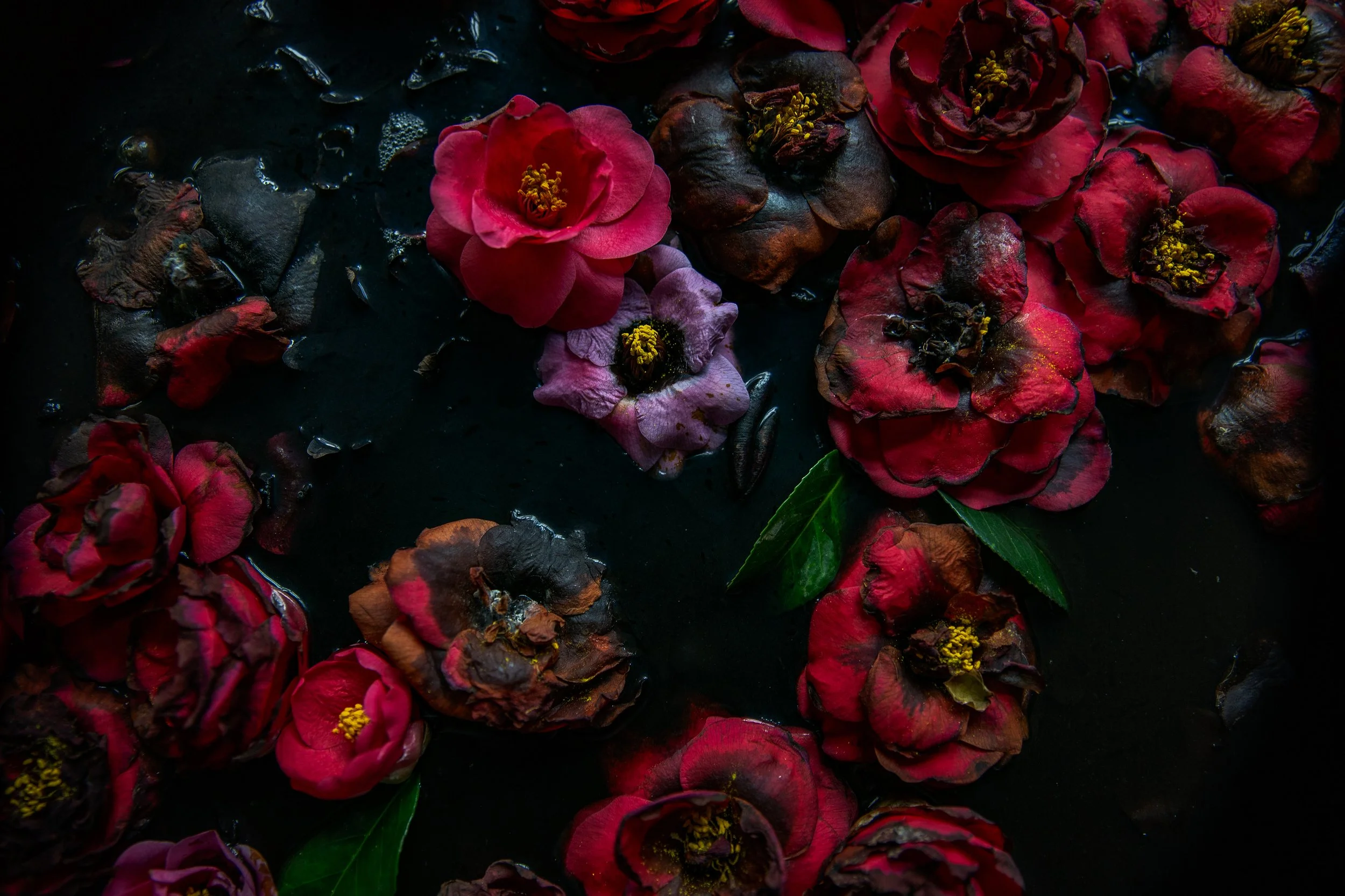 382A6583-Edit.jpg