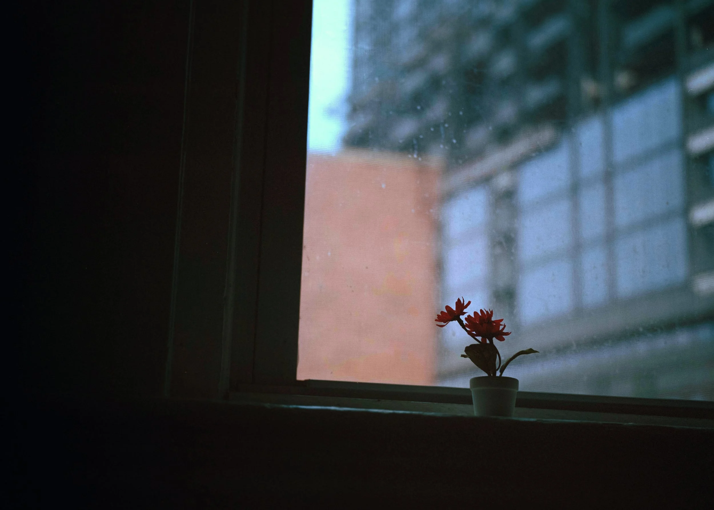 flowerwindow.jpeg