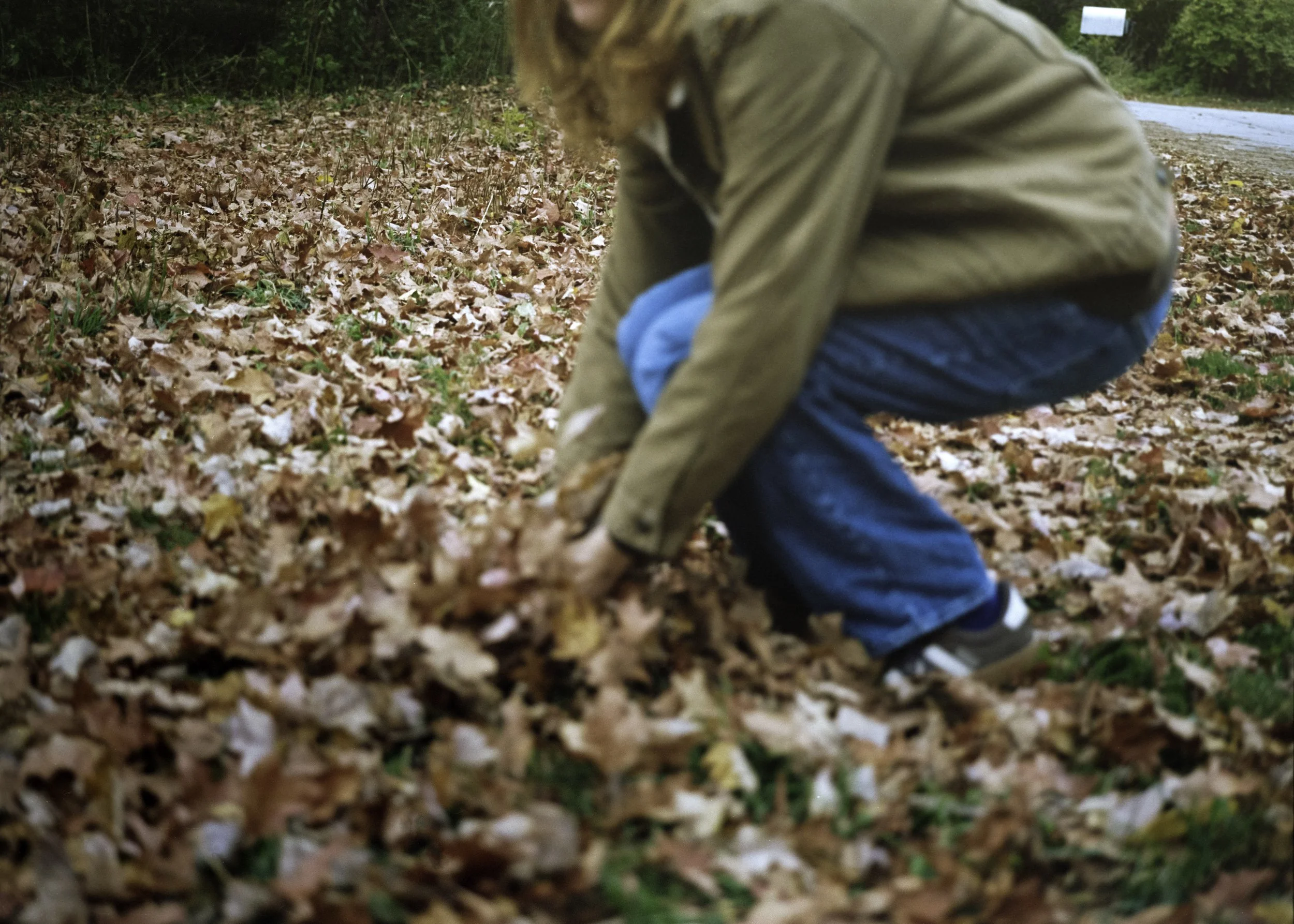 leafpile*.jpeg