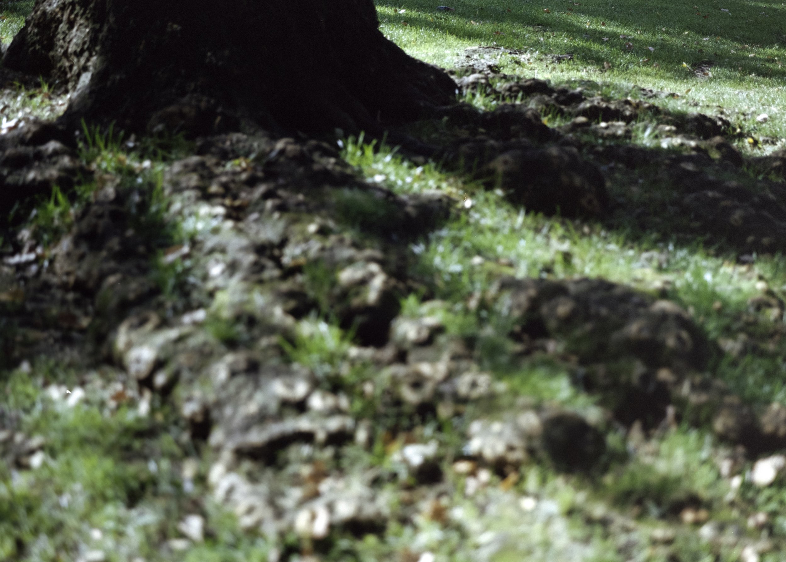 roots*.jpeg