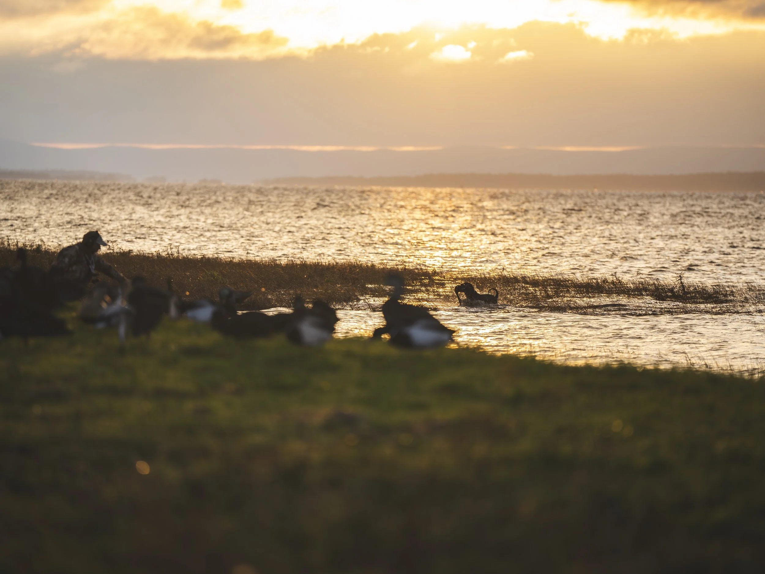 Ducks resting on the shore at sunset with a person swimming in the water and the sun reflecting on the lake.