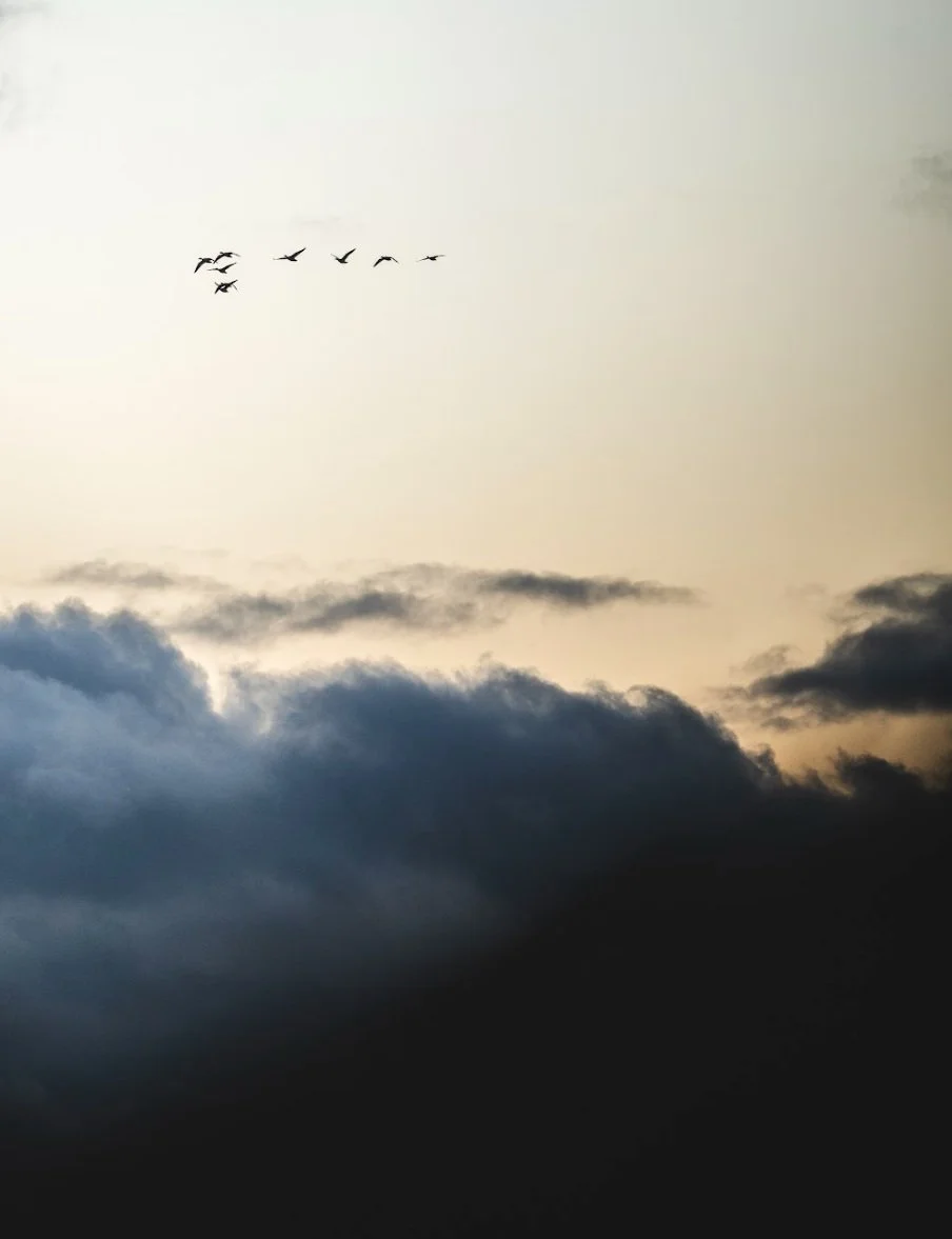 Envolé d'oiseaux migrateurs dans un ciel nuageux au couché du soleil. Flock of birds flying in cloudy sky at dawn