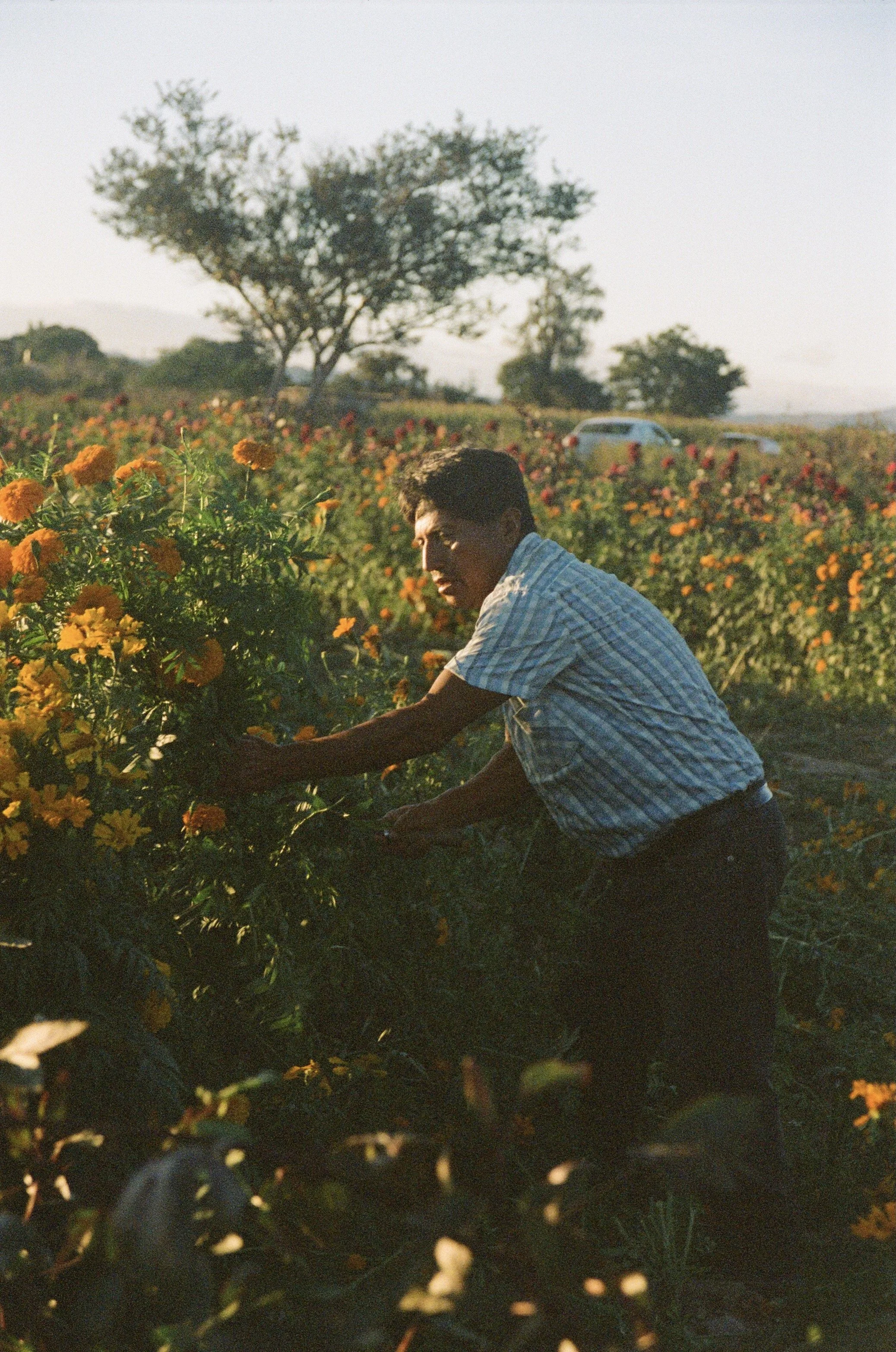 A man in a checkered shirt working in a flower field during sunset.