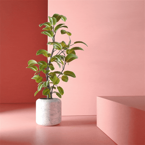 A potted plant with large green leaves in a white marble pot on a pink surface, with a pink wall background.