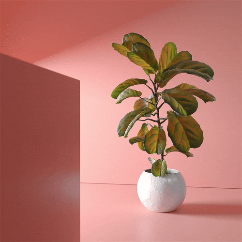 A potted plant with large green leaves in a white ceramic pot, set against a pink background with architectural shadow.
