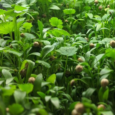 Cilantro