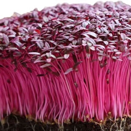 Amaranth