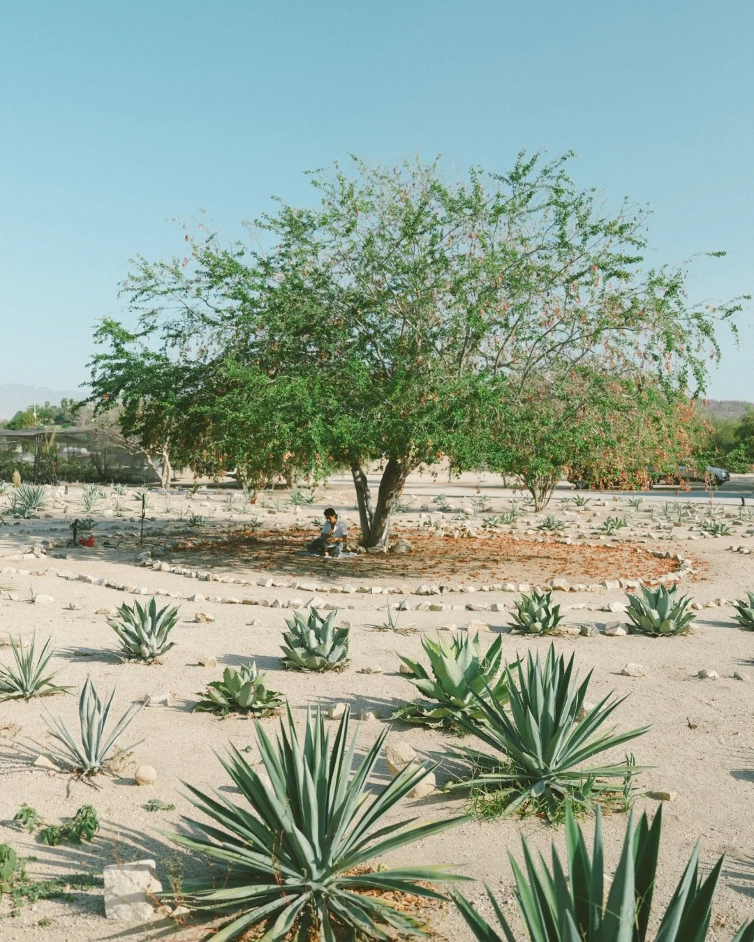 Attuning to the beauty of Baja 🌵