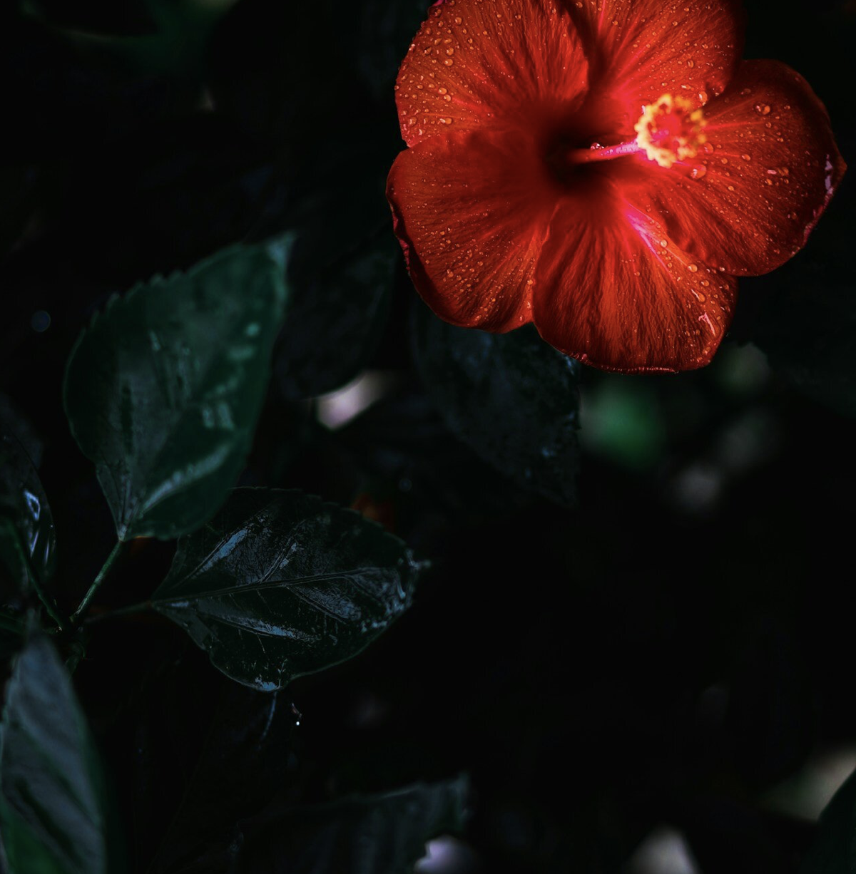 Screenshot 2025-06-03 at 20.28.23.png