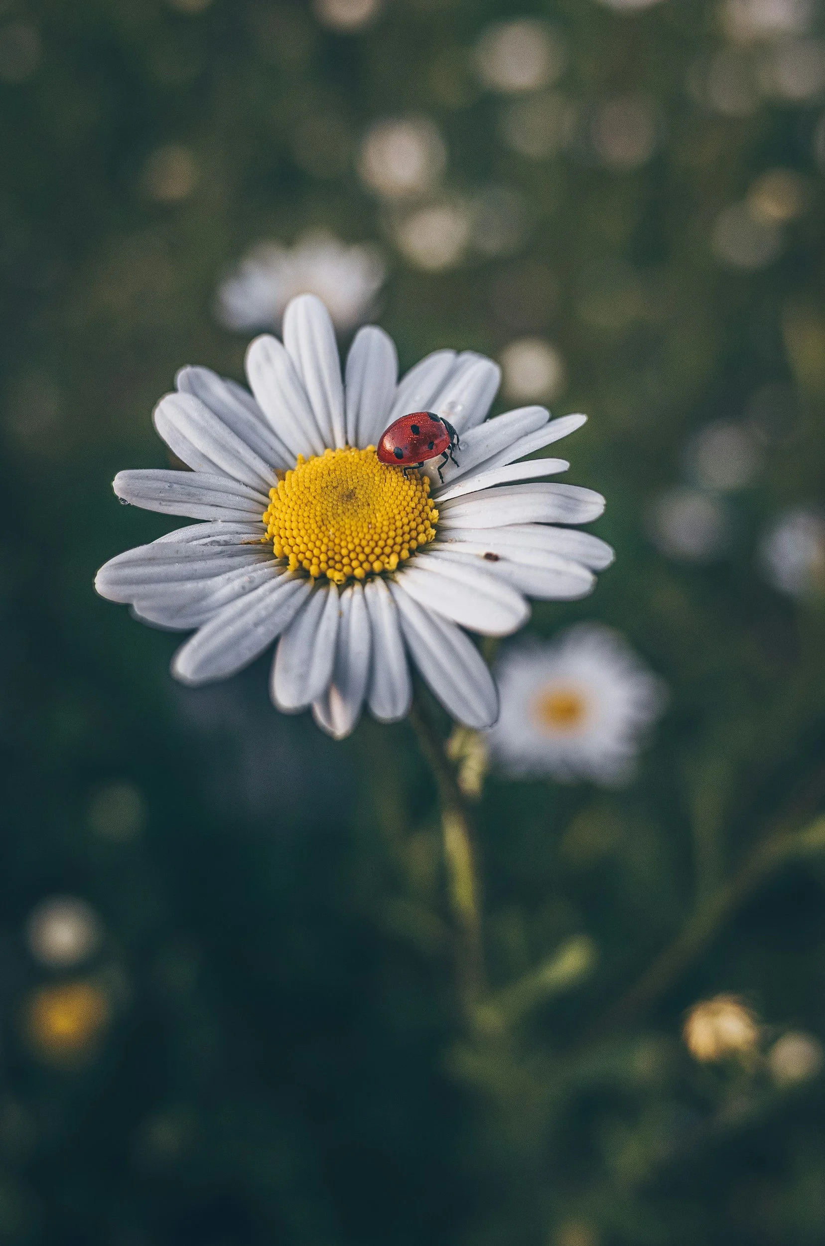 The Ladybug