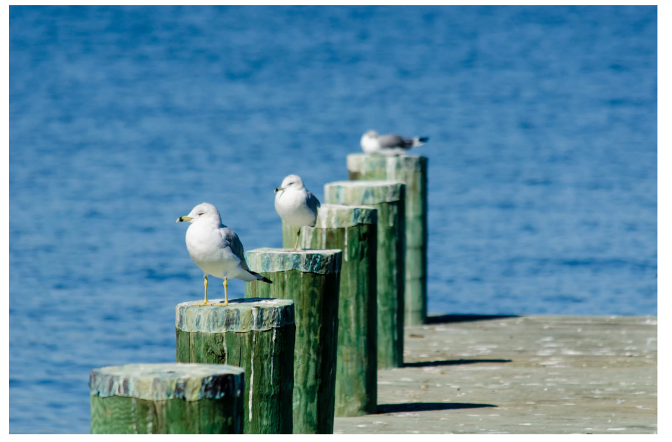 Birds In Annapolis Docks.png