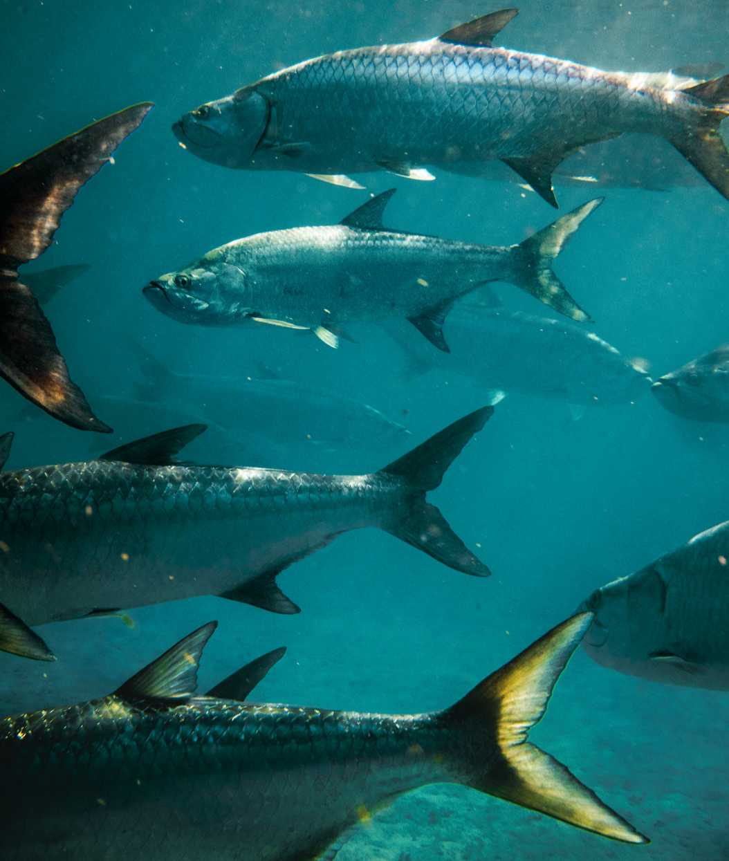 Multiple large fish swimming underwater.