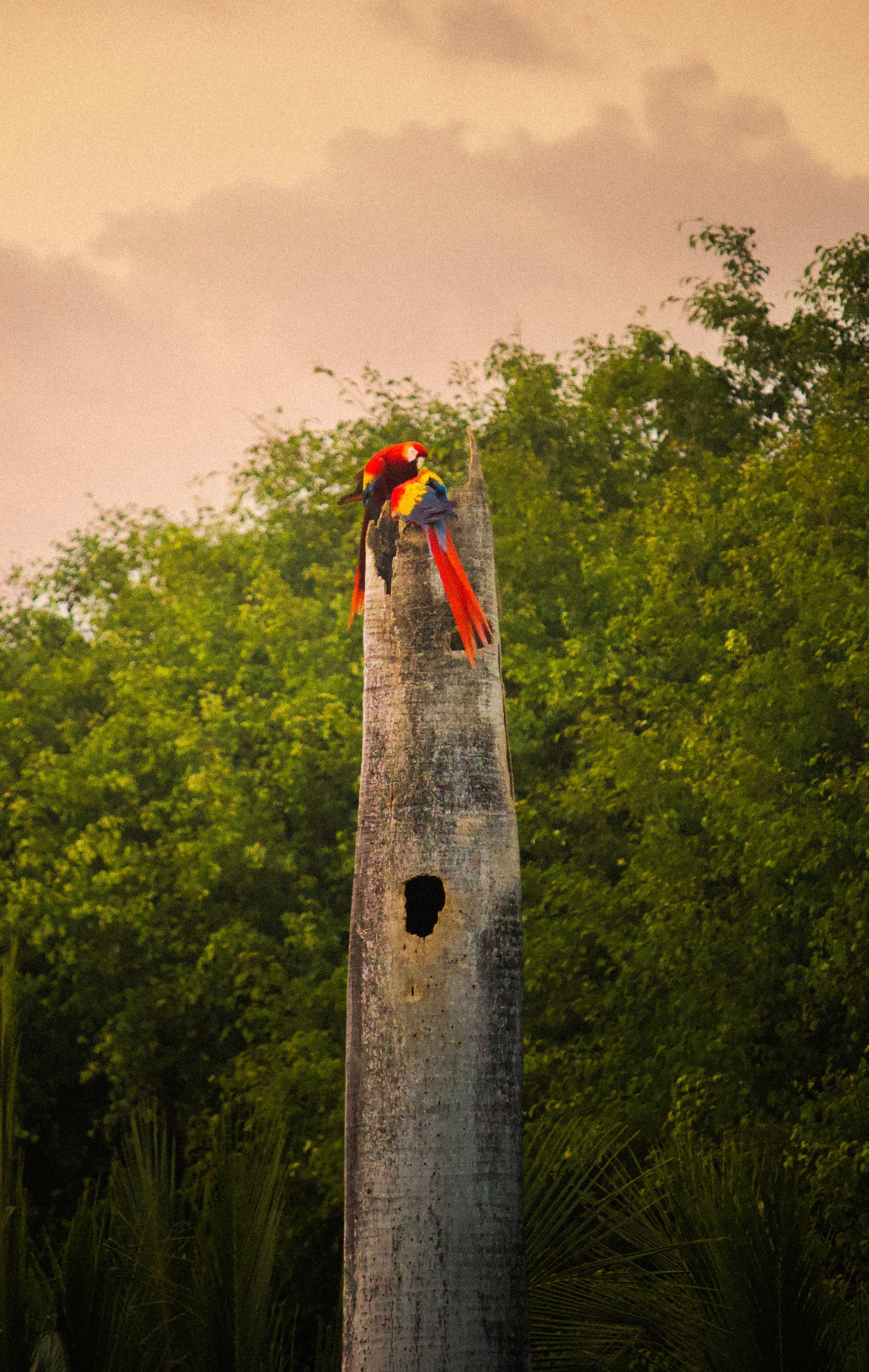 Two colorful parrots perched on a tall, weathered wooden pole against a background of green trees and a cloudy sky.