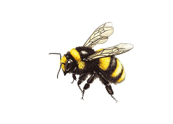 A close-up of a bee with black and yellow striped body, transparent wings, and large eyes.