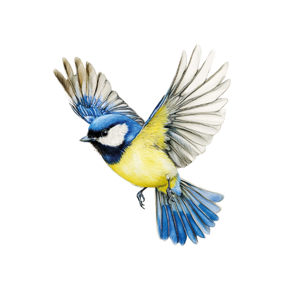 A colorful bird, specifically a blue tit, in flight with wings spread wide.