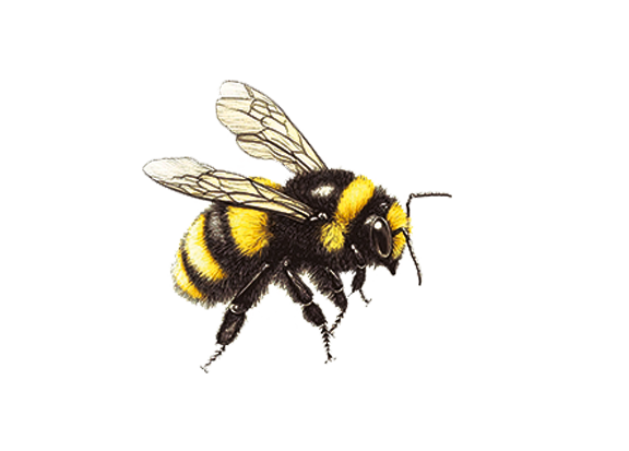 Close-up of a bumblebee with black and yellow stripes, wings, and six legs.