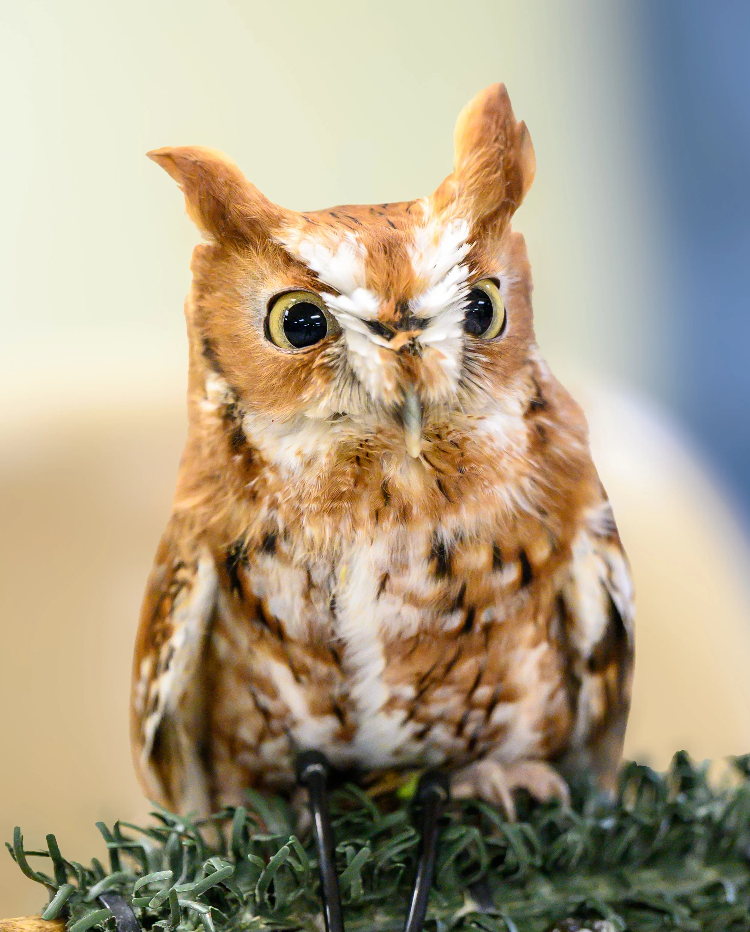 Wildlife Conference-2-27.jpg