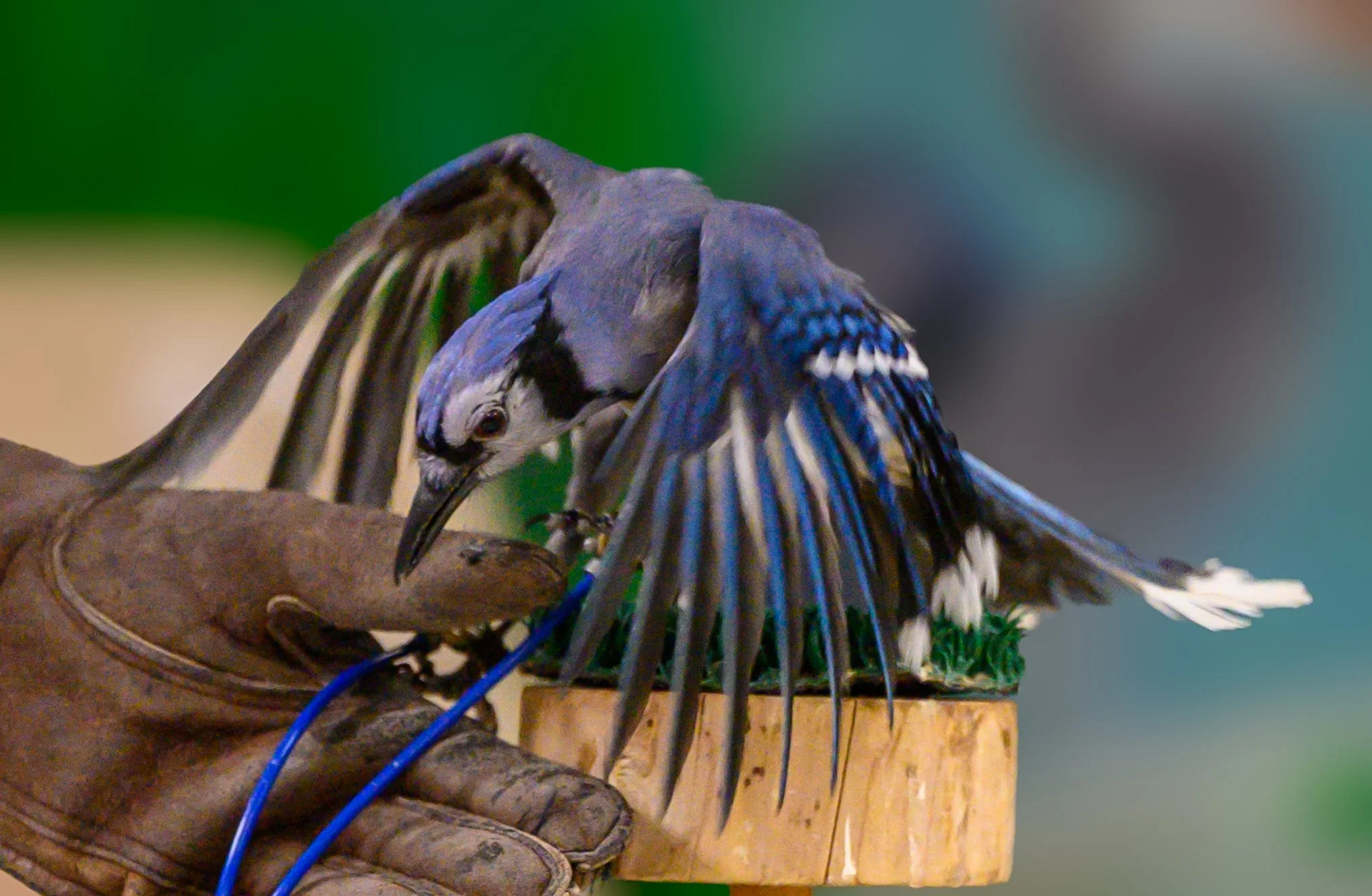 Wildlife Conference-2-43.jpg