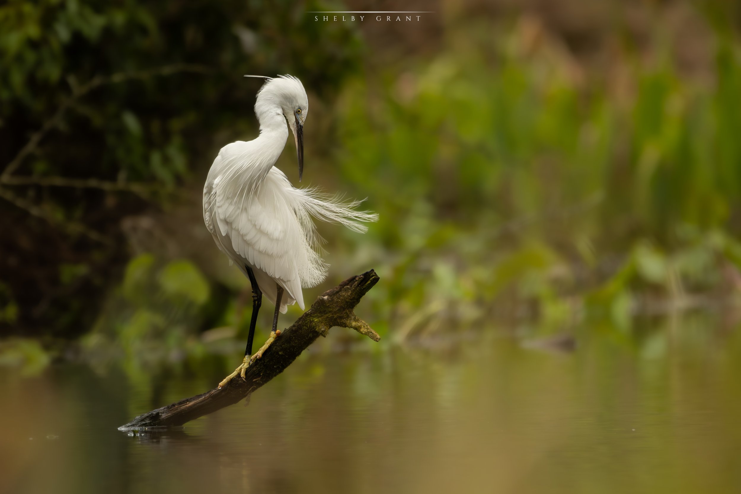 "Preening in the Breeze"