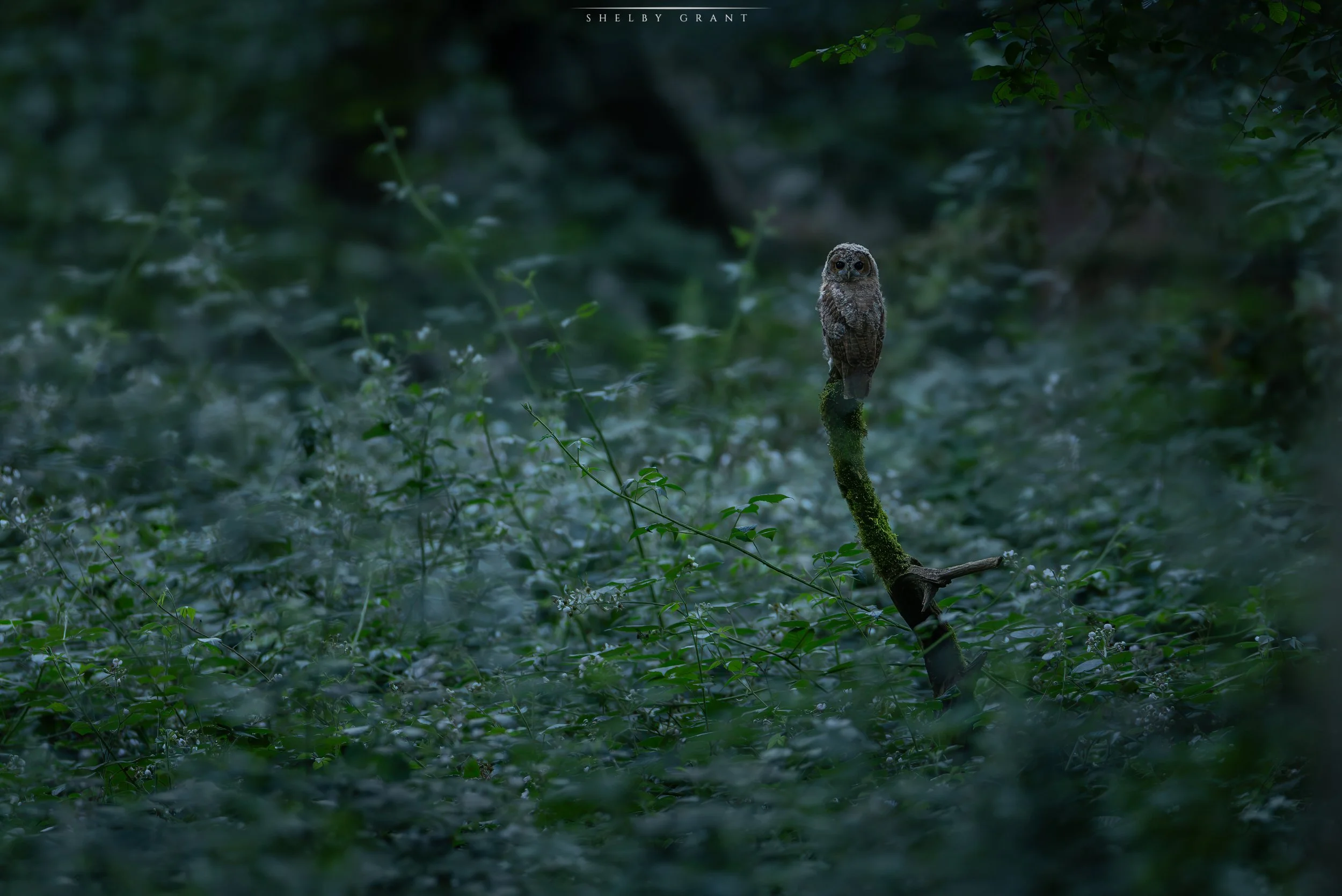 071A5029-Edit-3.jpg