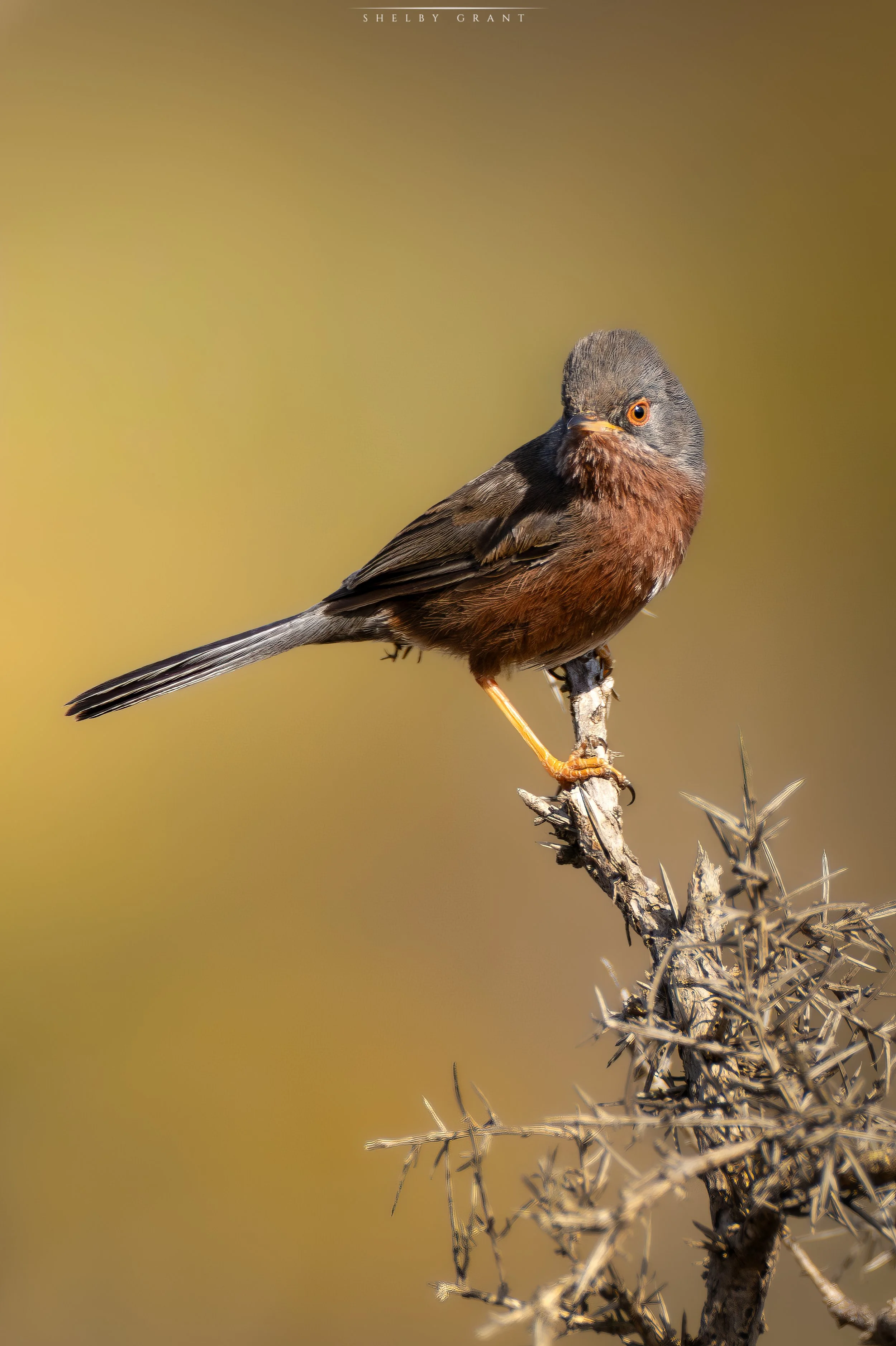 071A2897-Edit.jpg