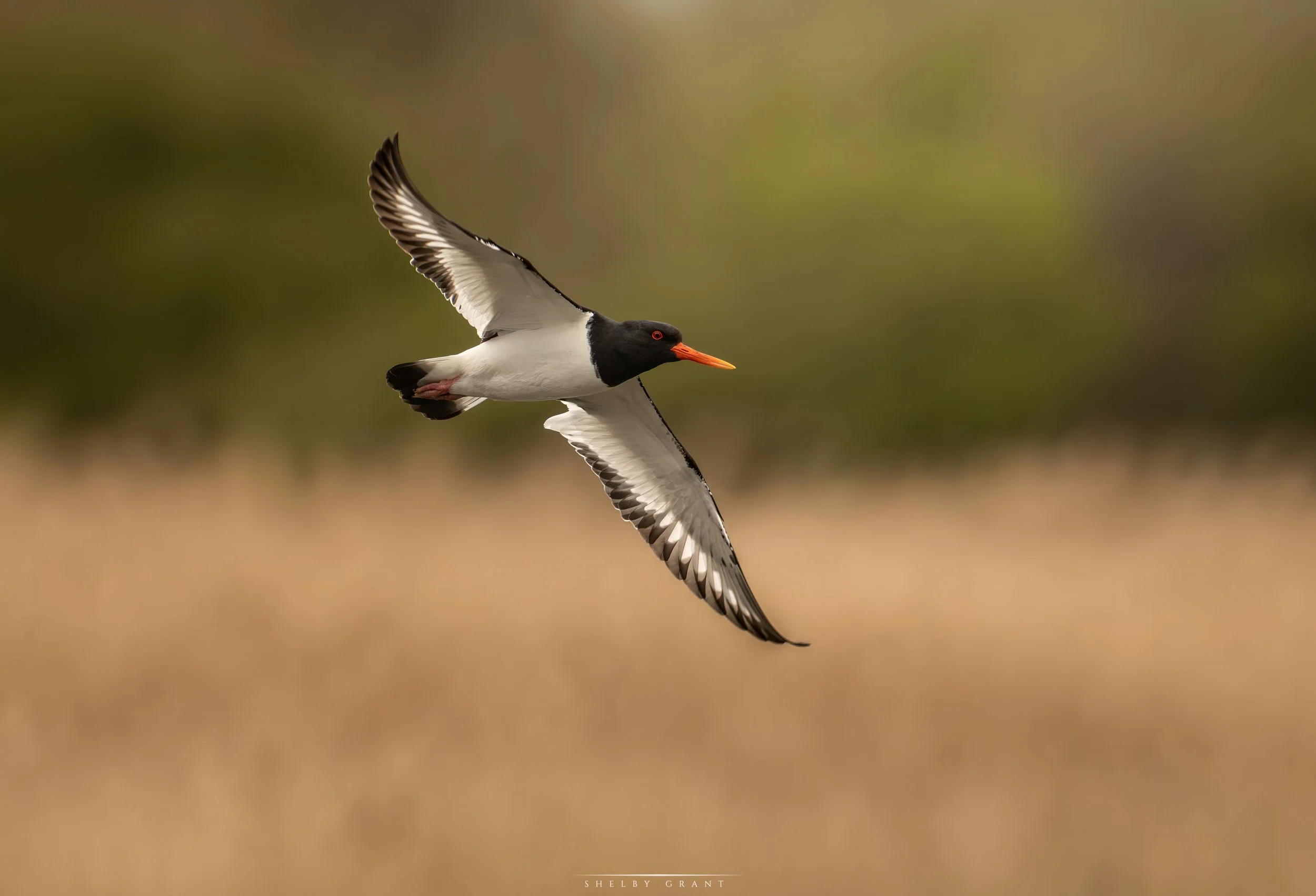 071A7177-Edit.jpg
