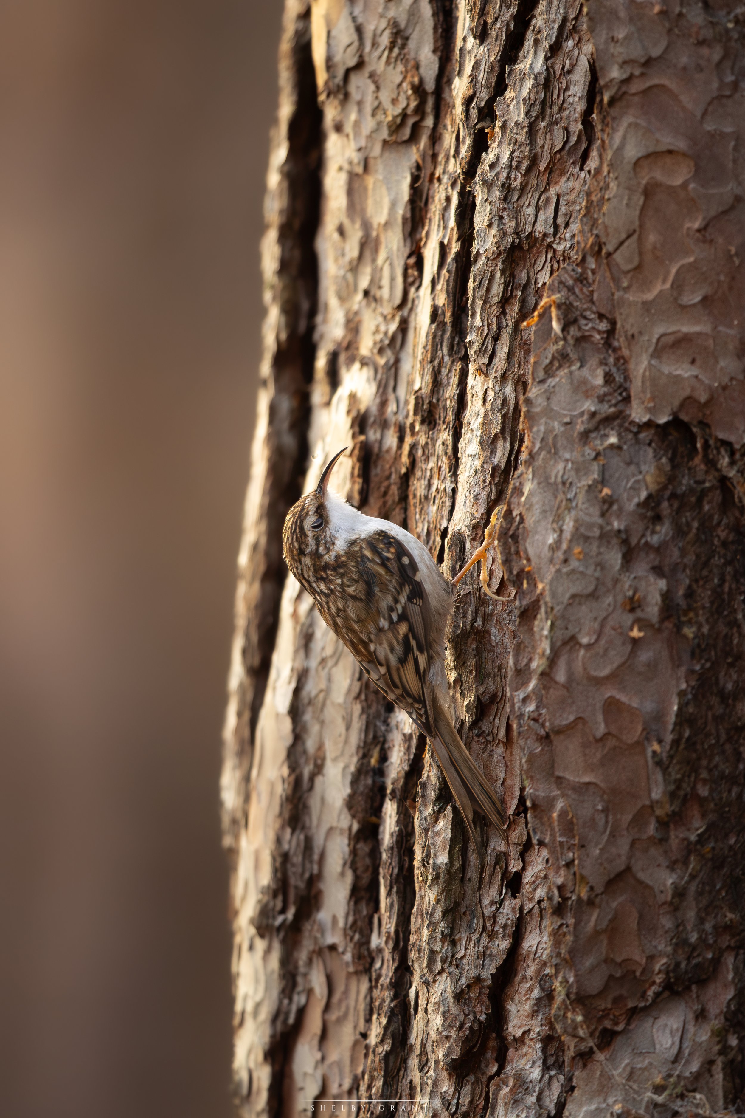 071A2461-Edit.jpg