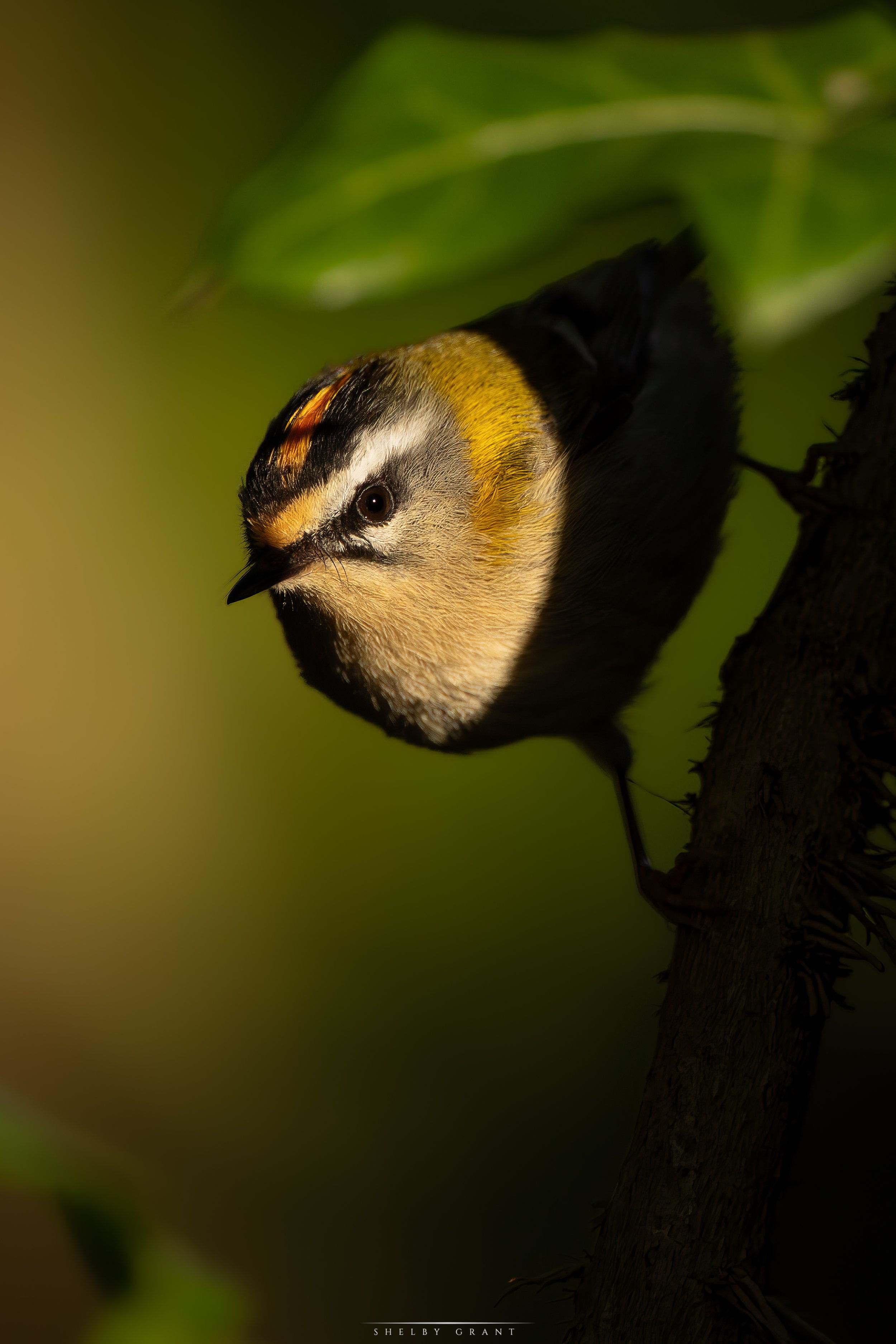071A9980-Edit.jpg