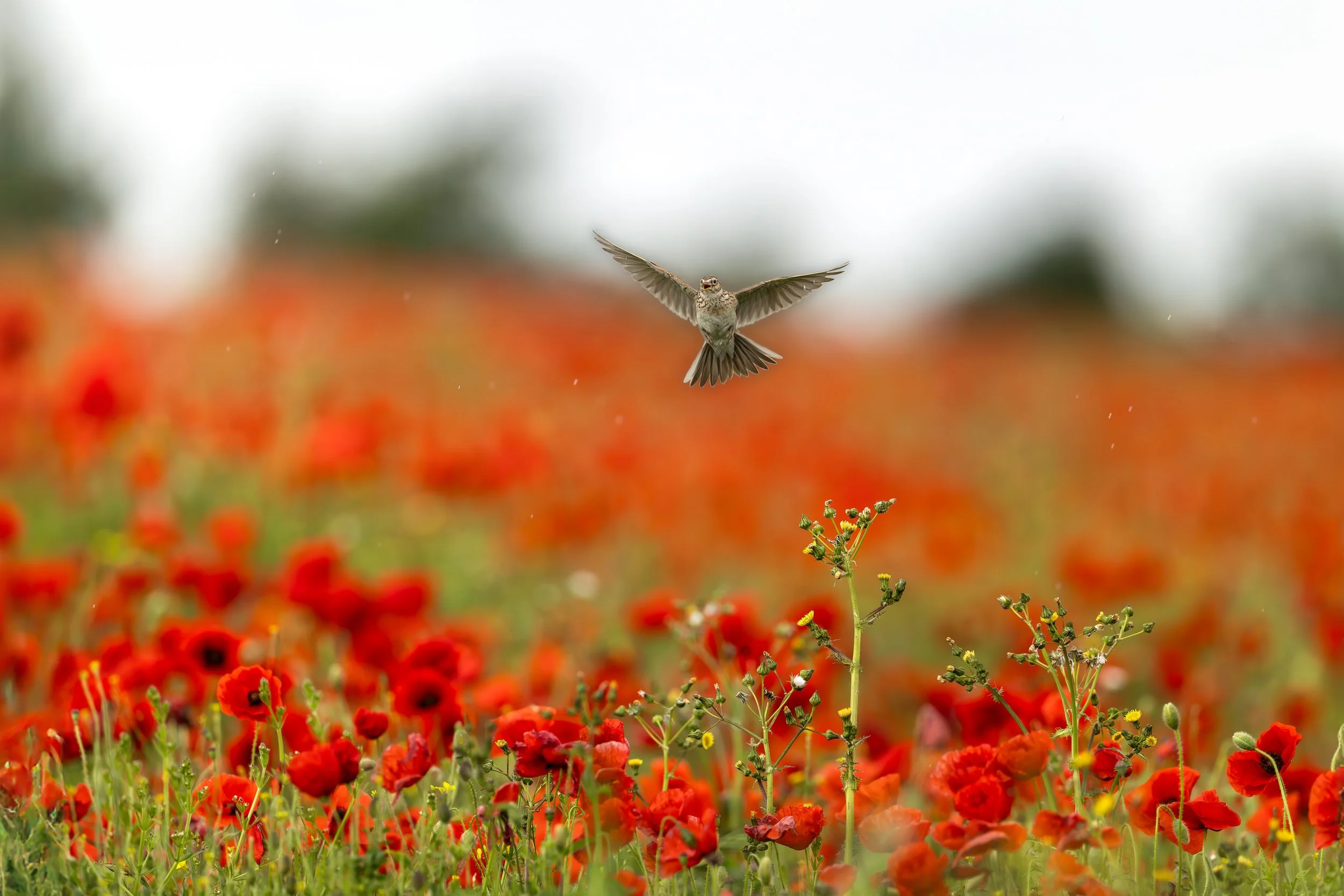 071A9611-Edit-Edit.jpg