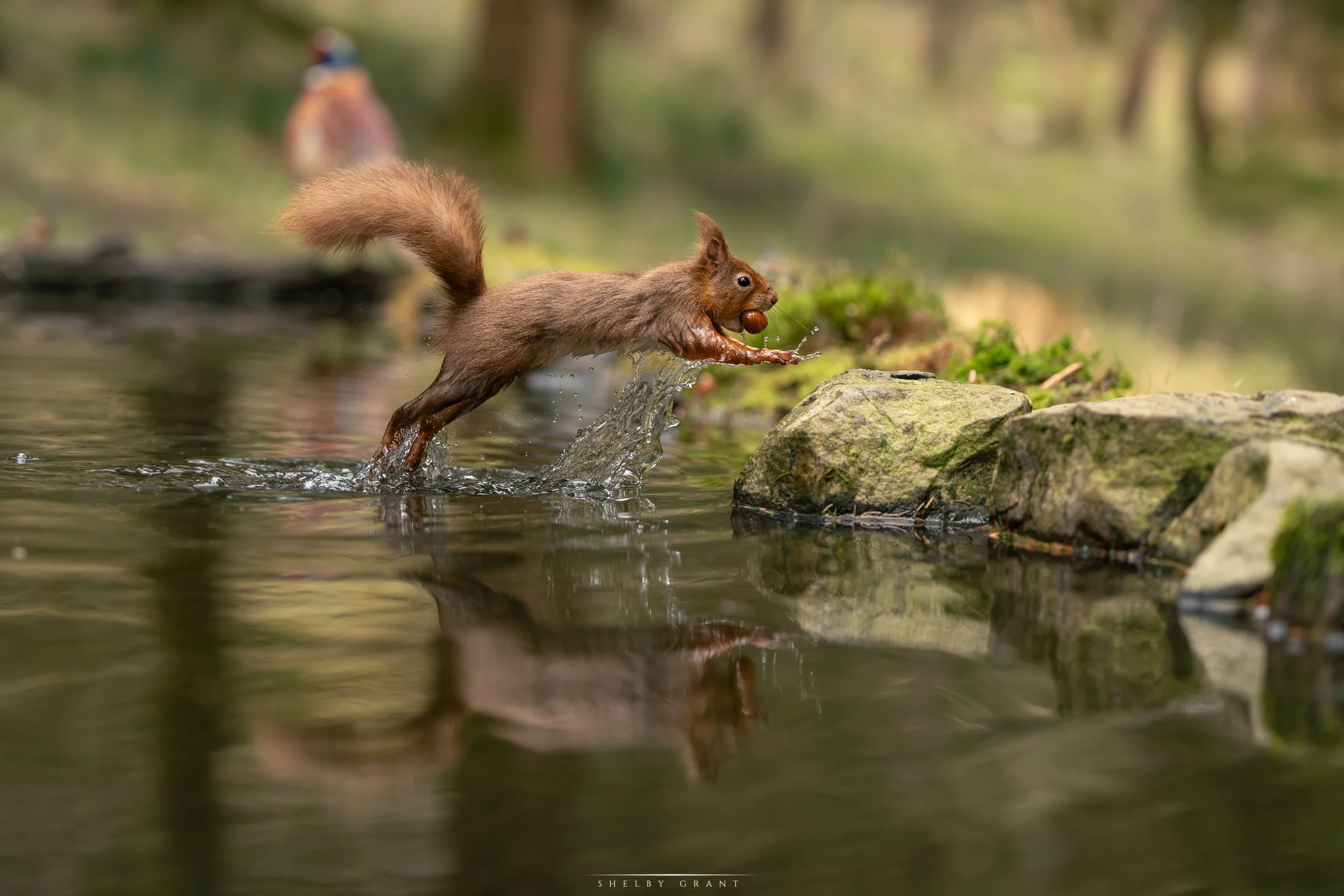 1B2A7336-Edit-2.jpg
