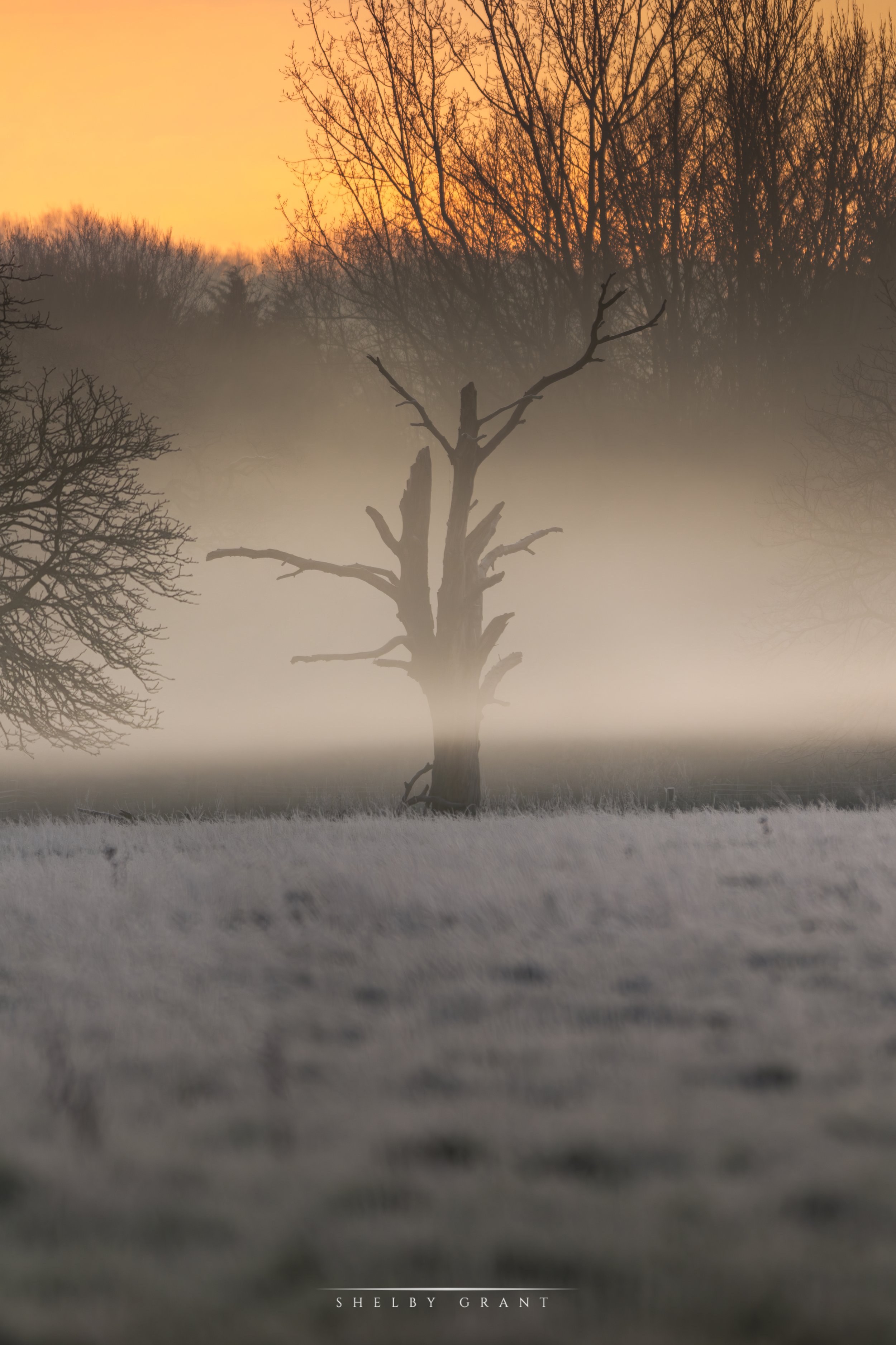 "Misty Dawn"