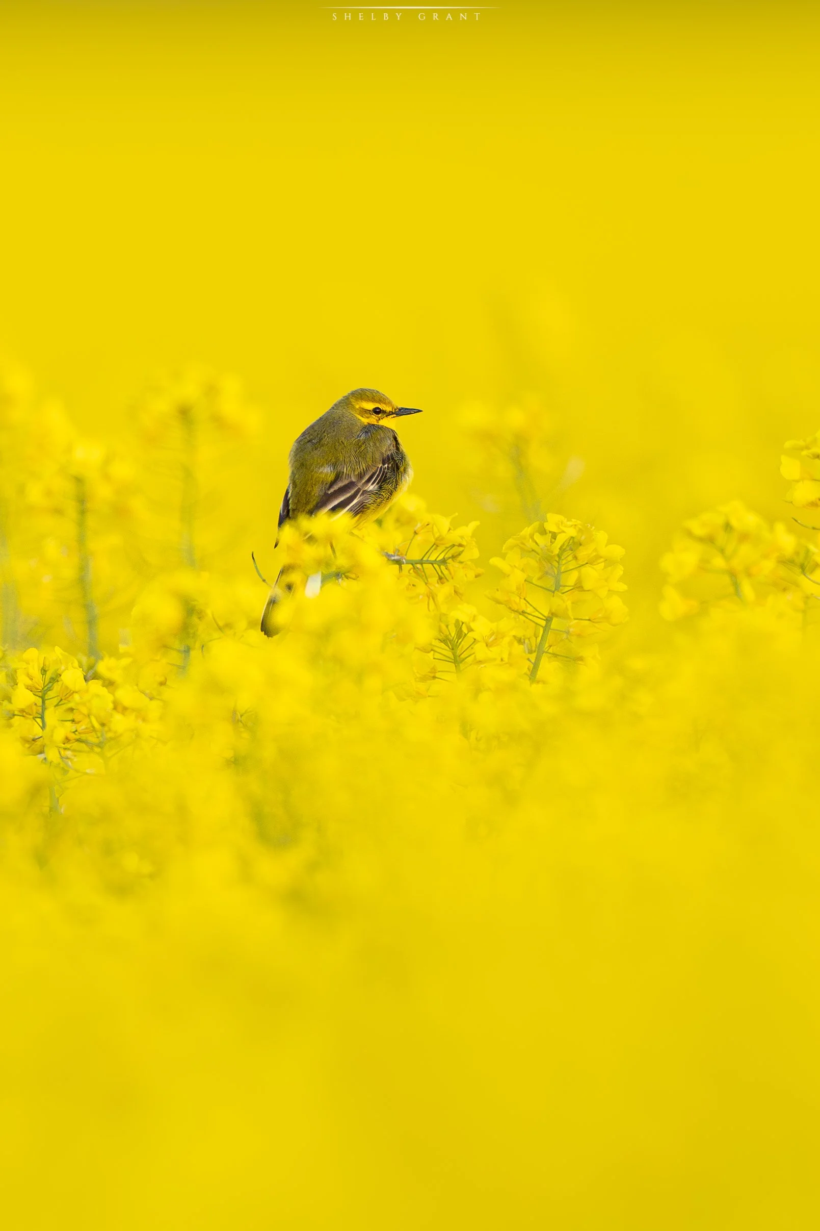 071A2188-Edit.jpg